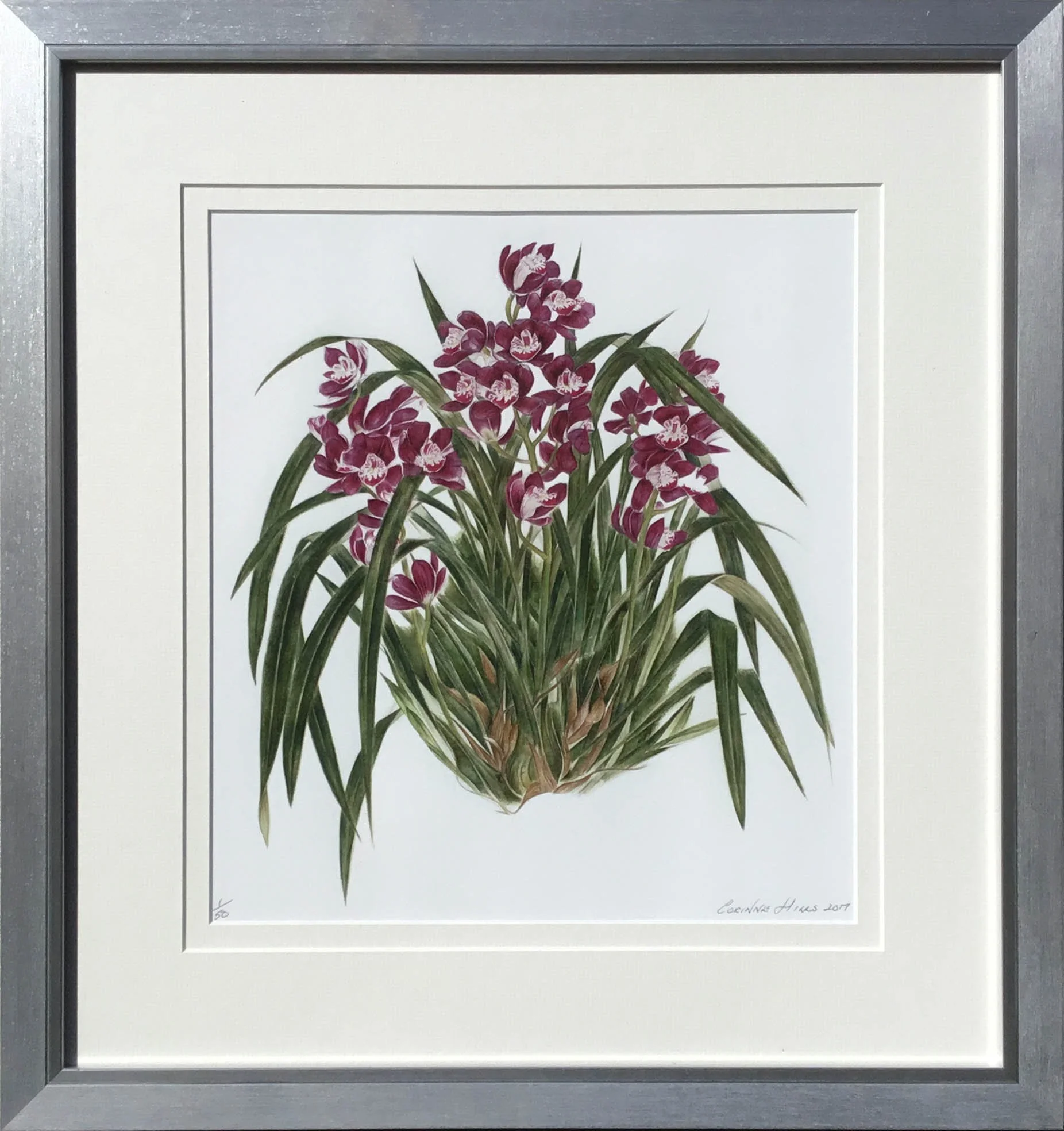 Web Spider Orchid.jpg