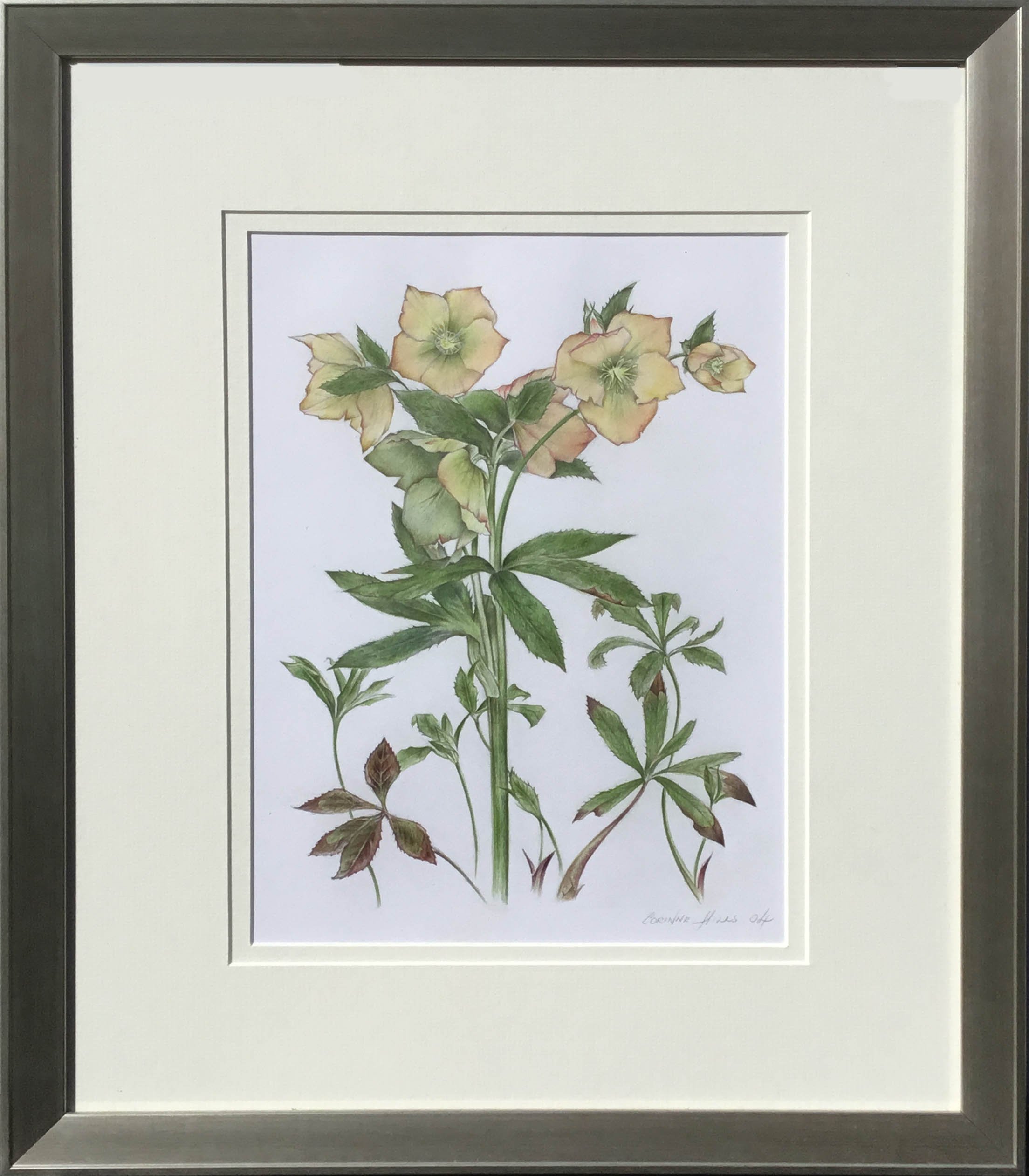 Web Original Yellow Hellebore.jpg