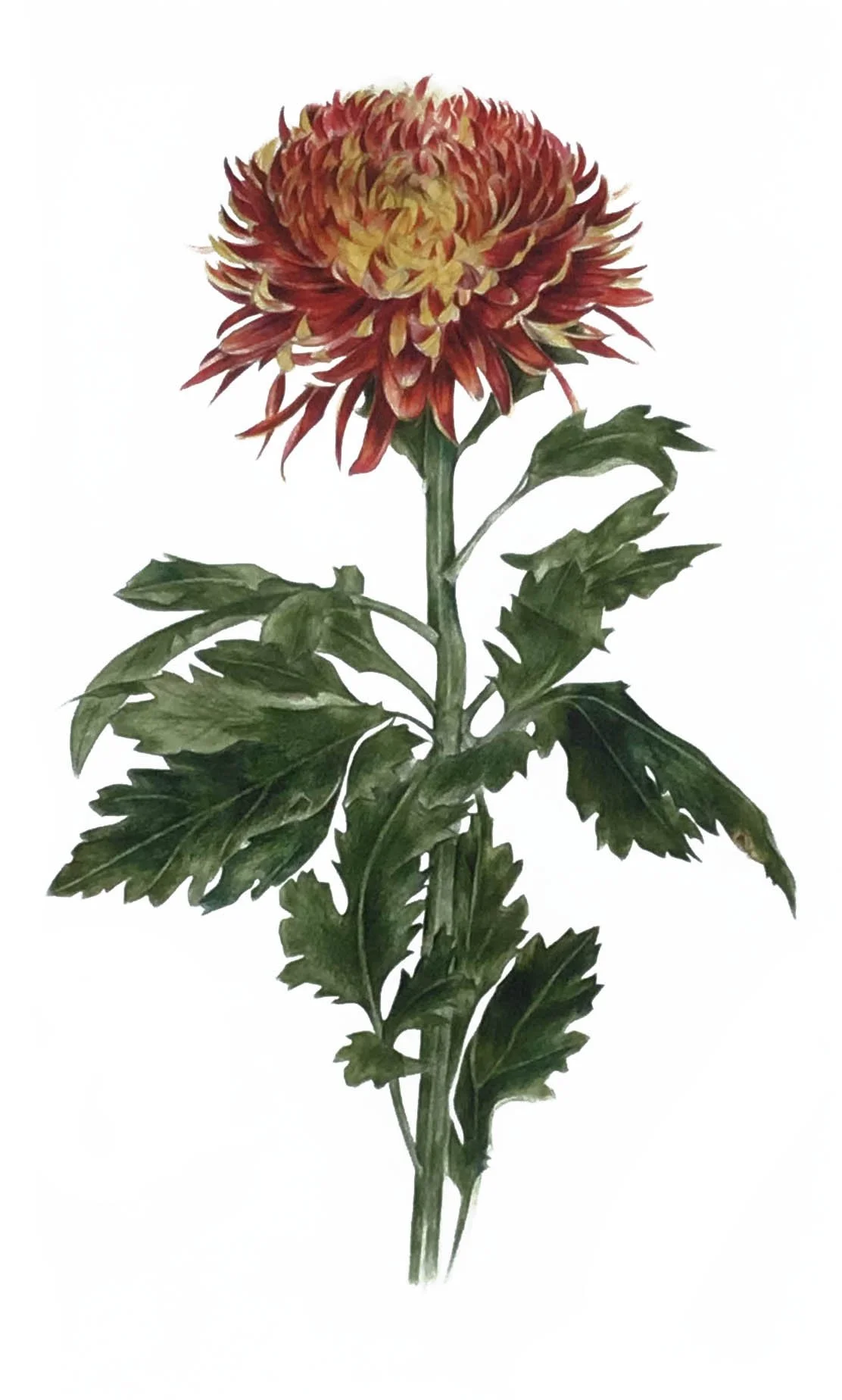 Print Crysanthemum.jpg