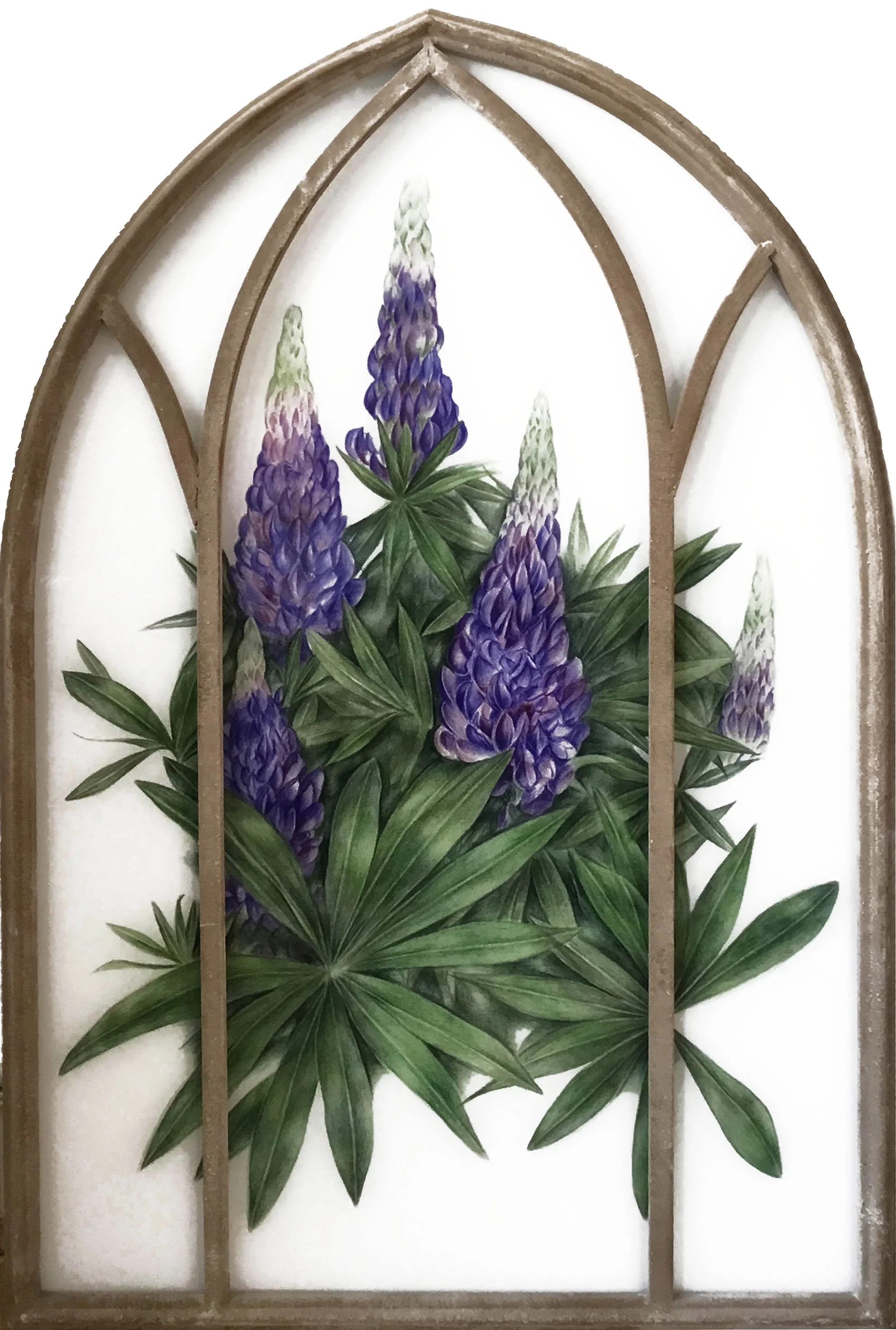 Web Lupin Window.jpg