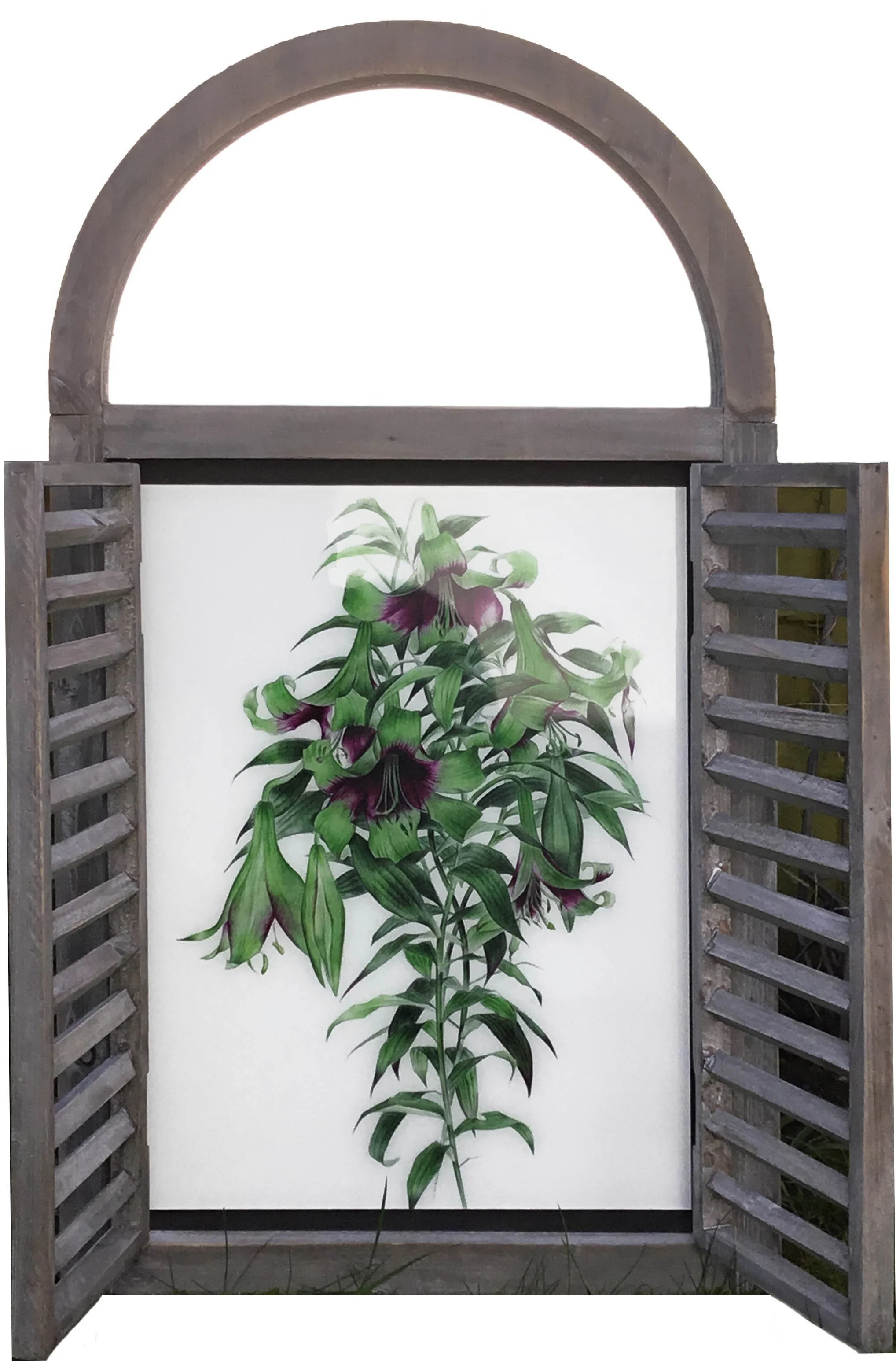 Web Nelalise Lily Window Open.jpg