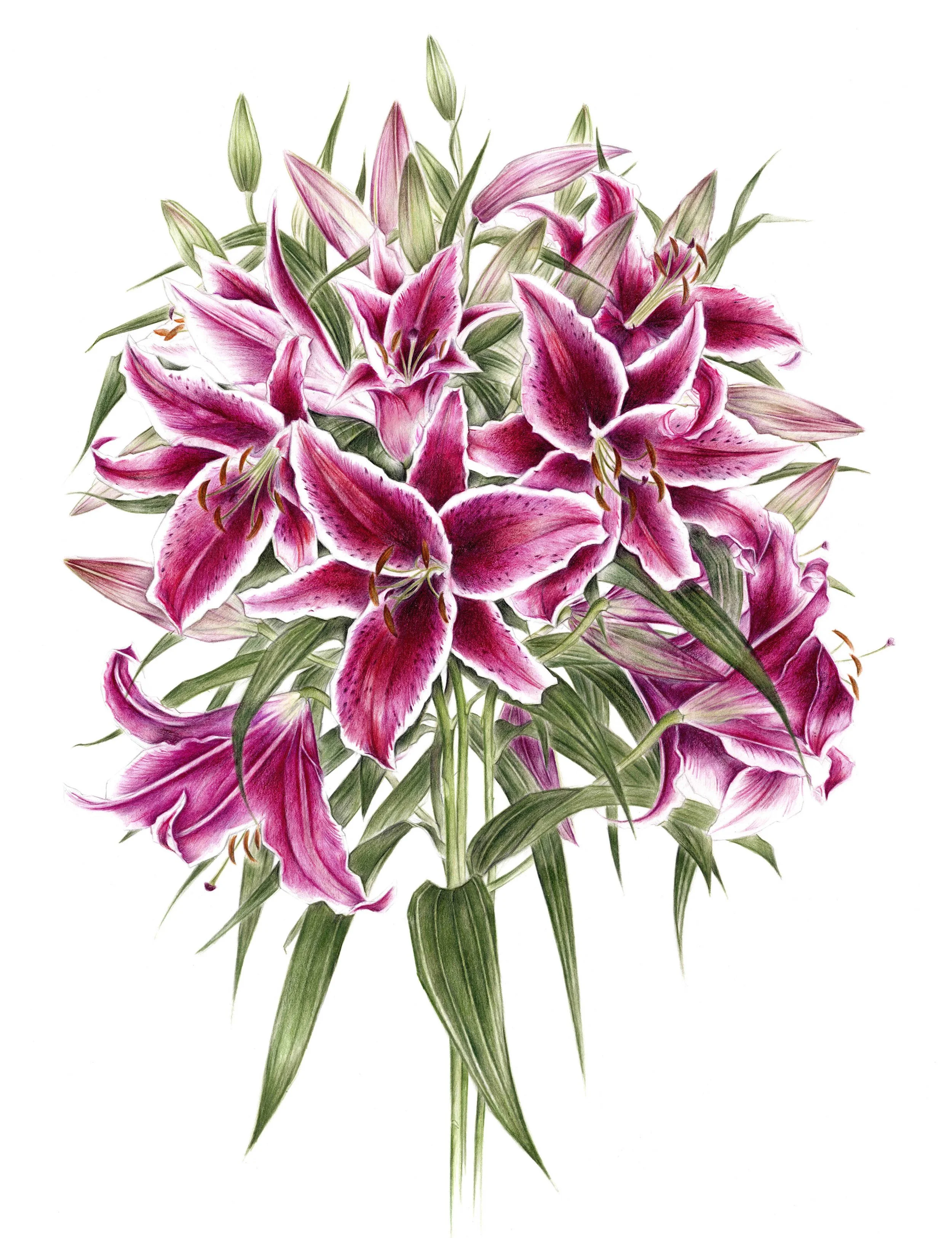 Print Sumartra Lily.jpg