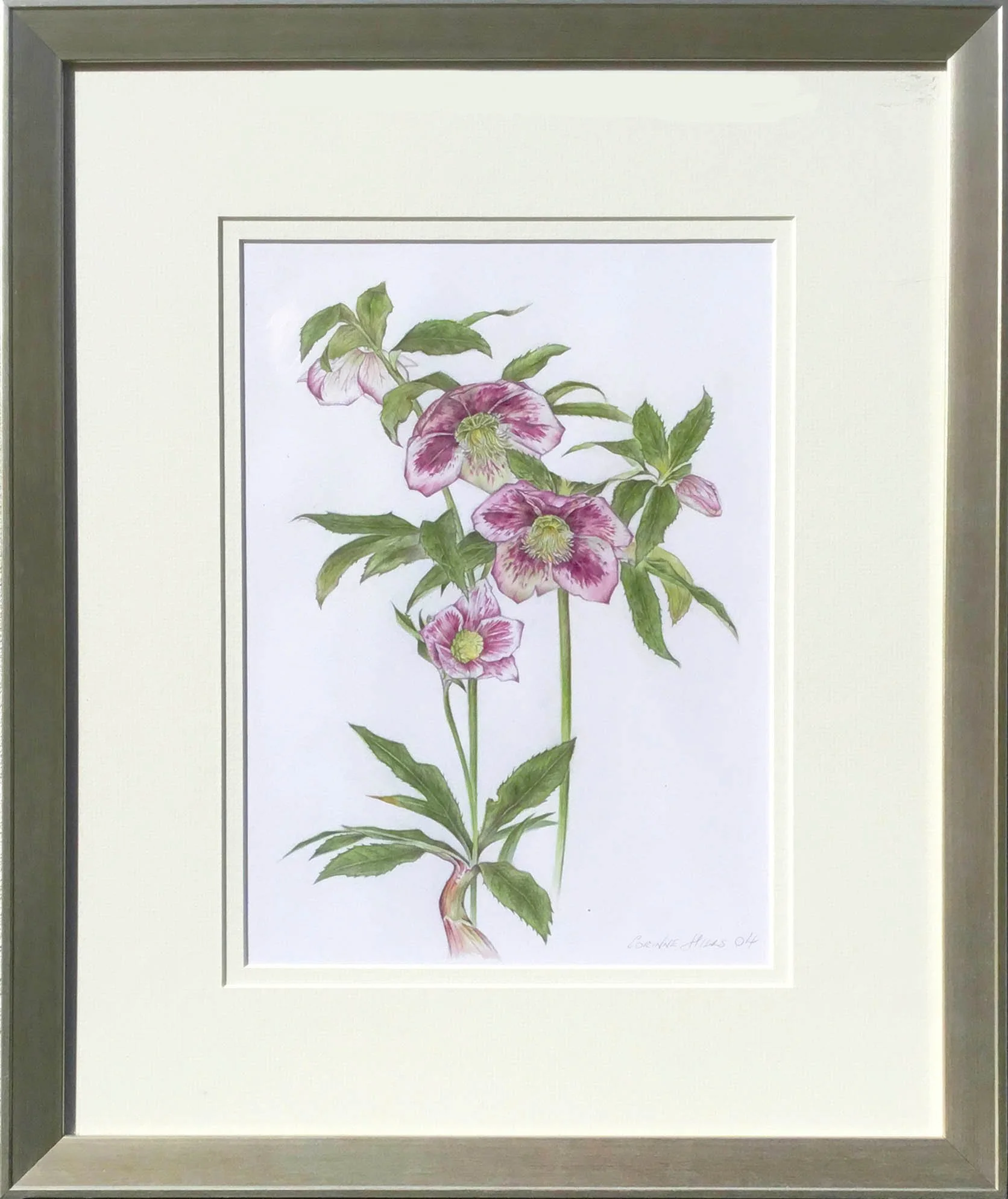 Web Original Hellebore Pink.jpg