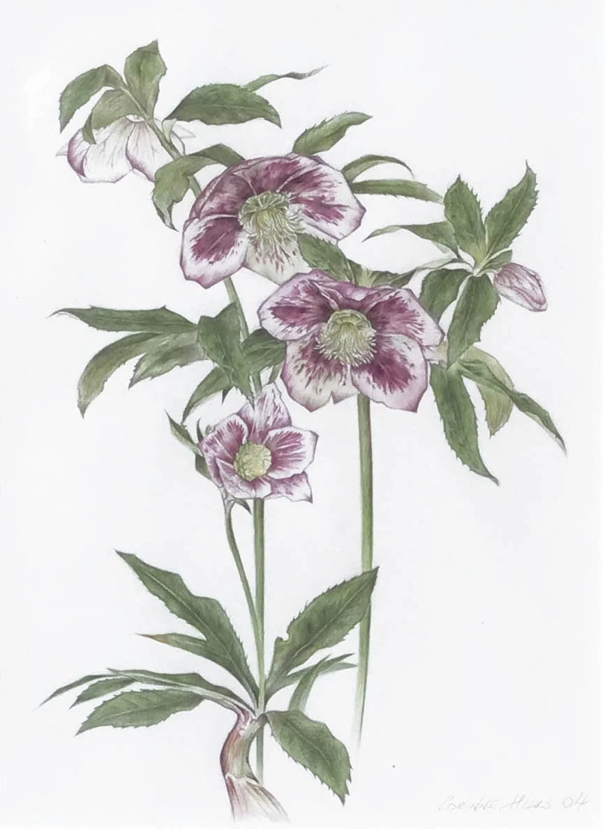 Hellebore Pink.jpg