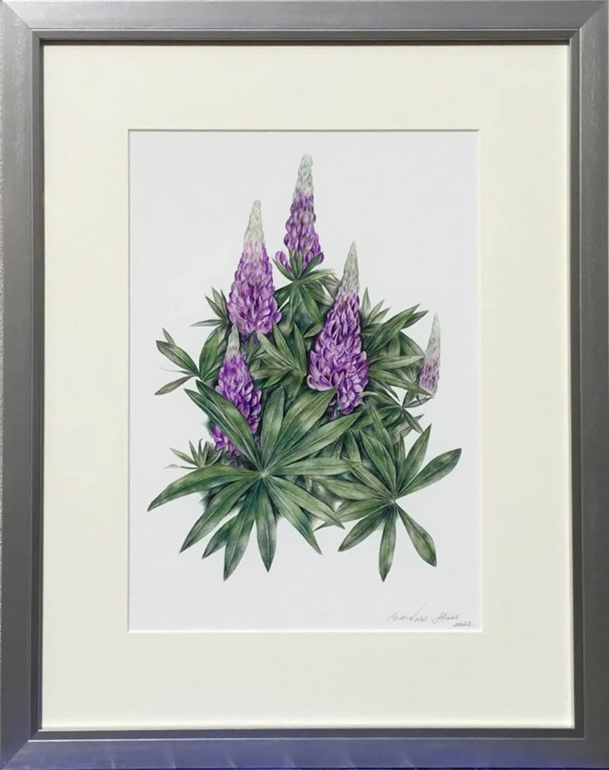 Web Lupin original.jpg