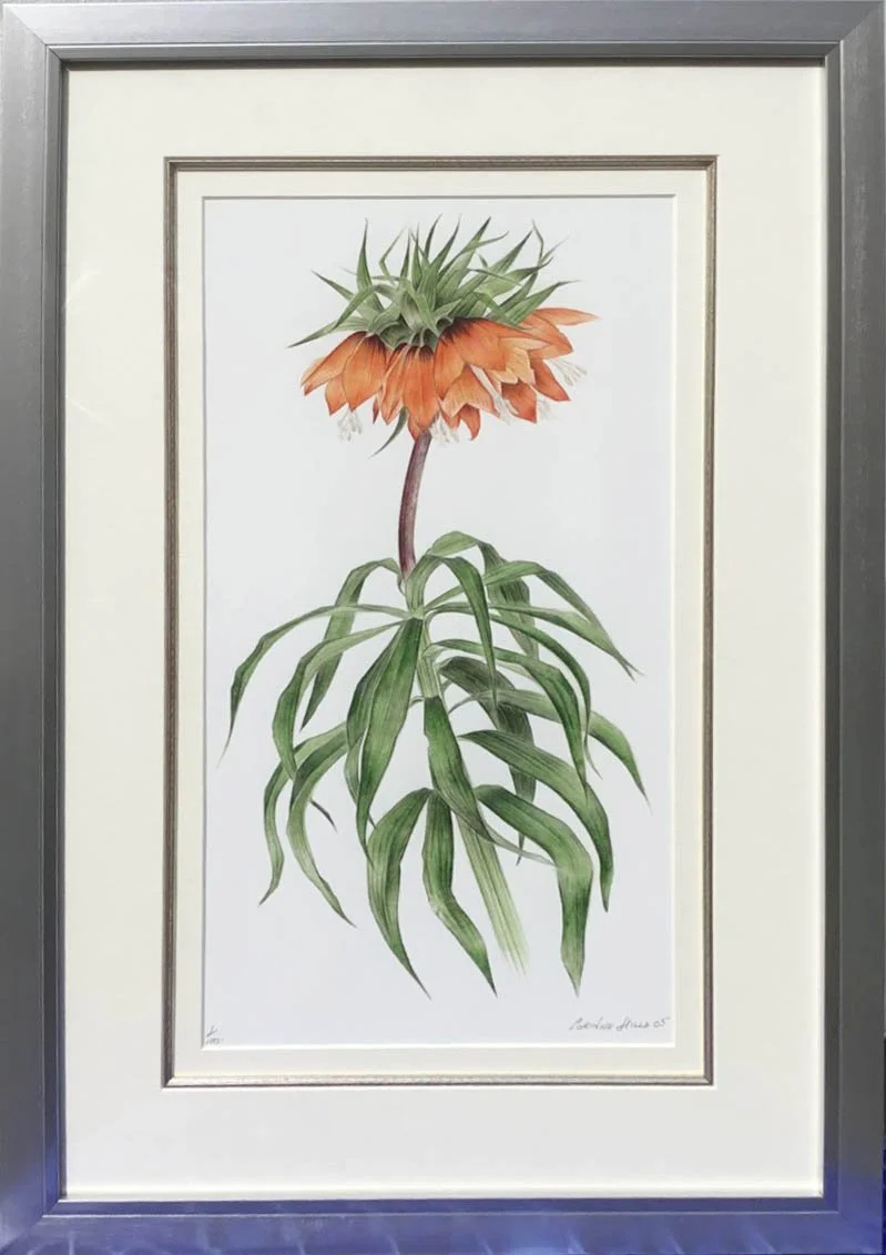 Web Crown Imperial.jpg