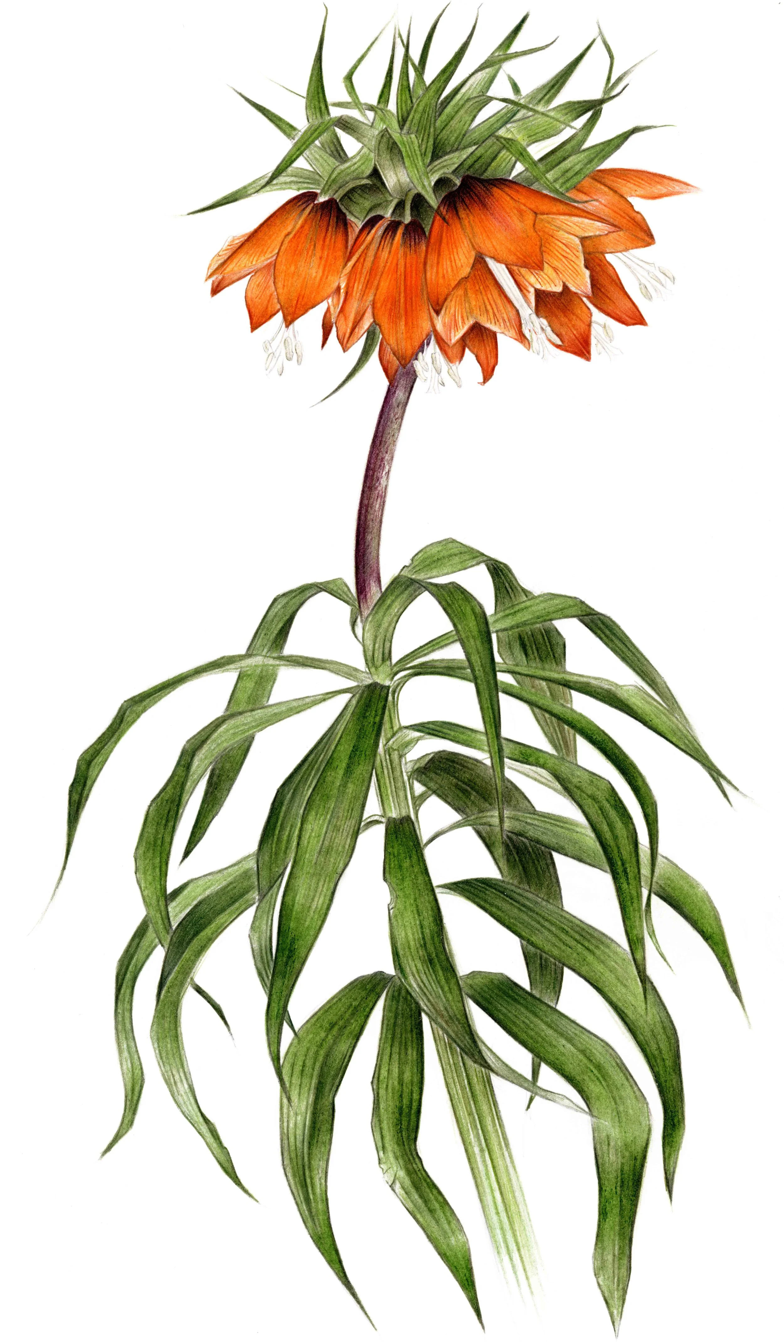 Print Crown Imperial.jpg