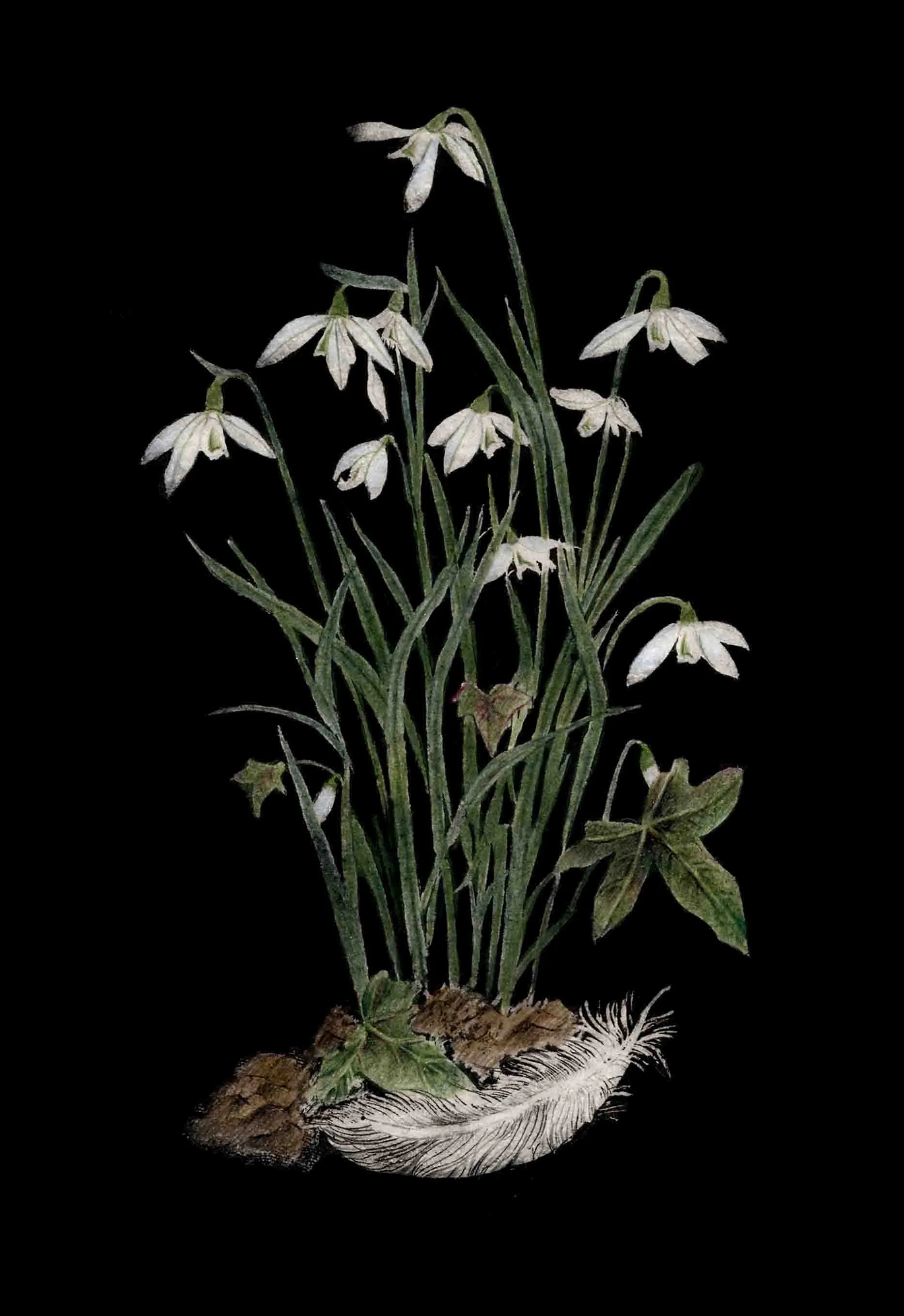 Print Snowdrop copy.jpg
