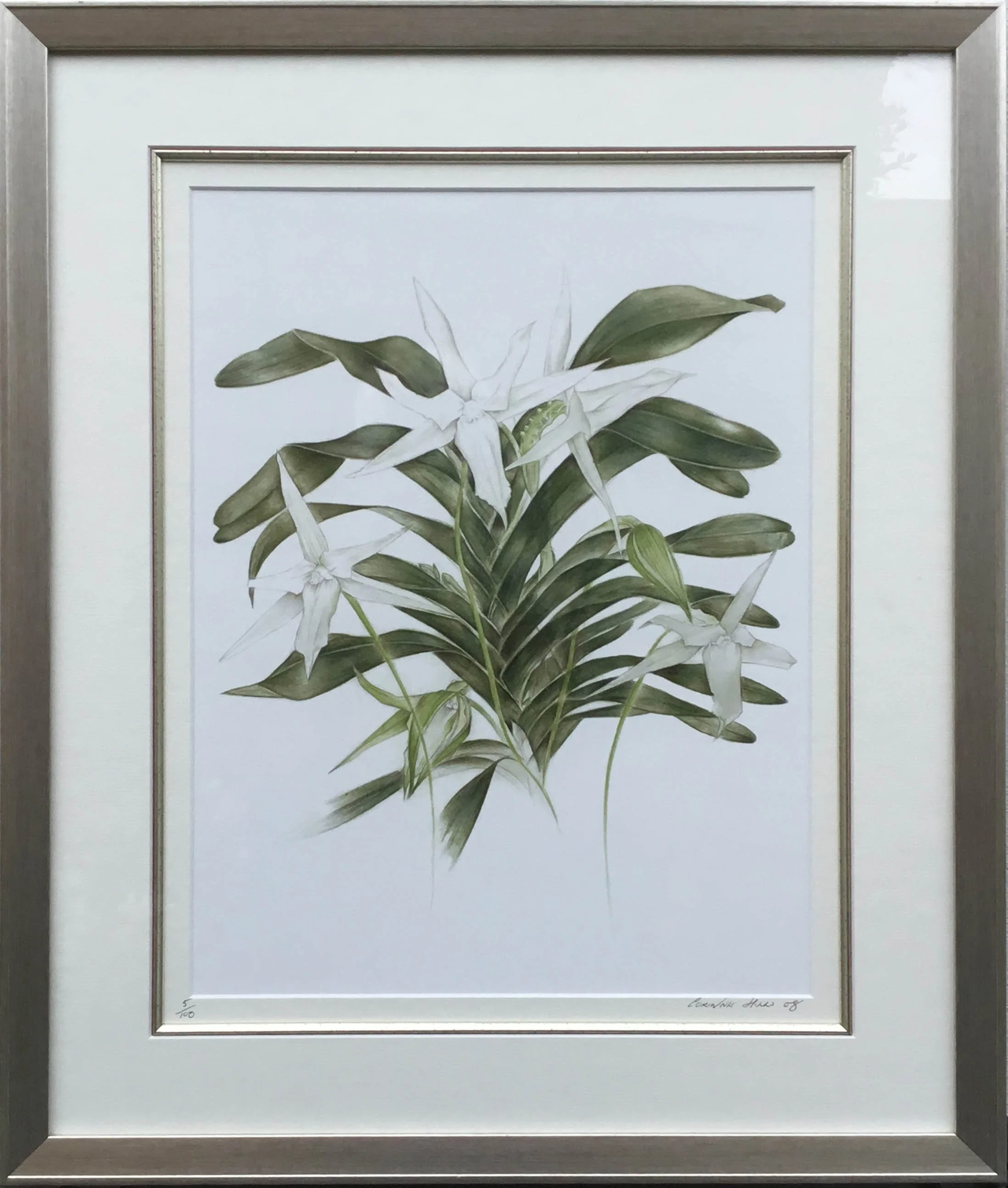 Web White Orchid.jpg