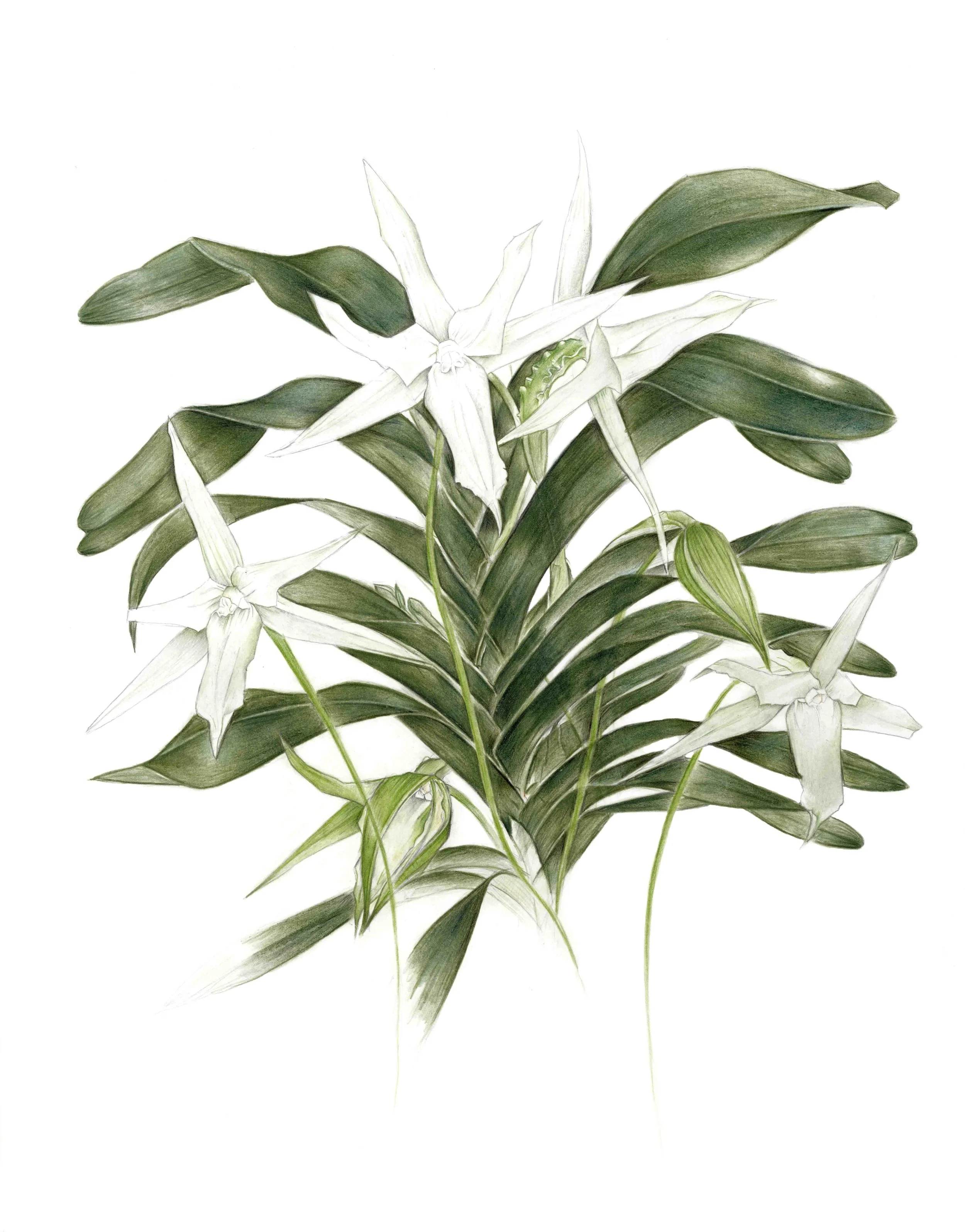 Print Orchid White copy.jpg