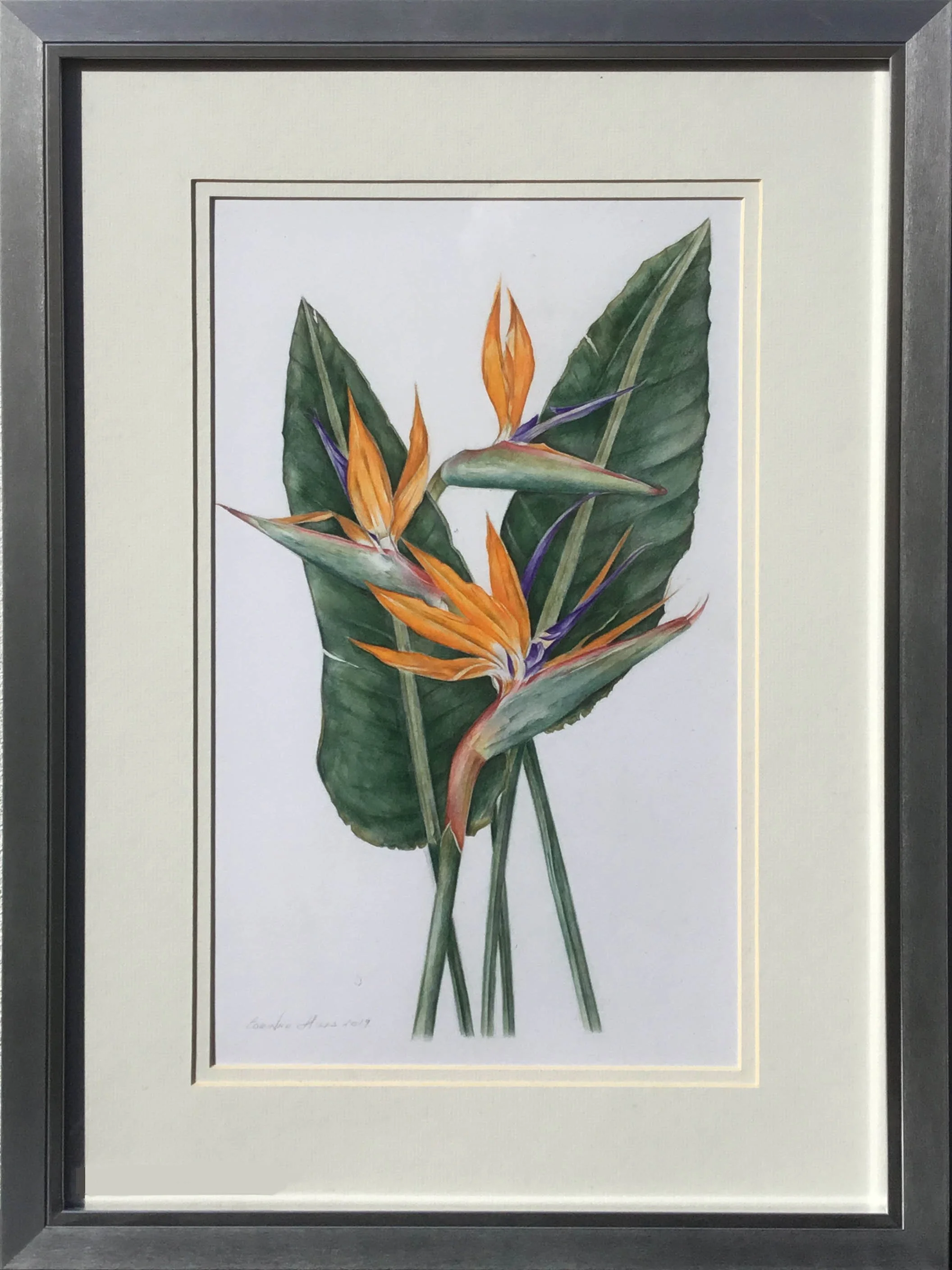 Web Original Bird of Paradise.jpg