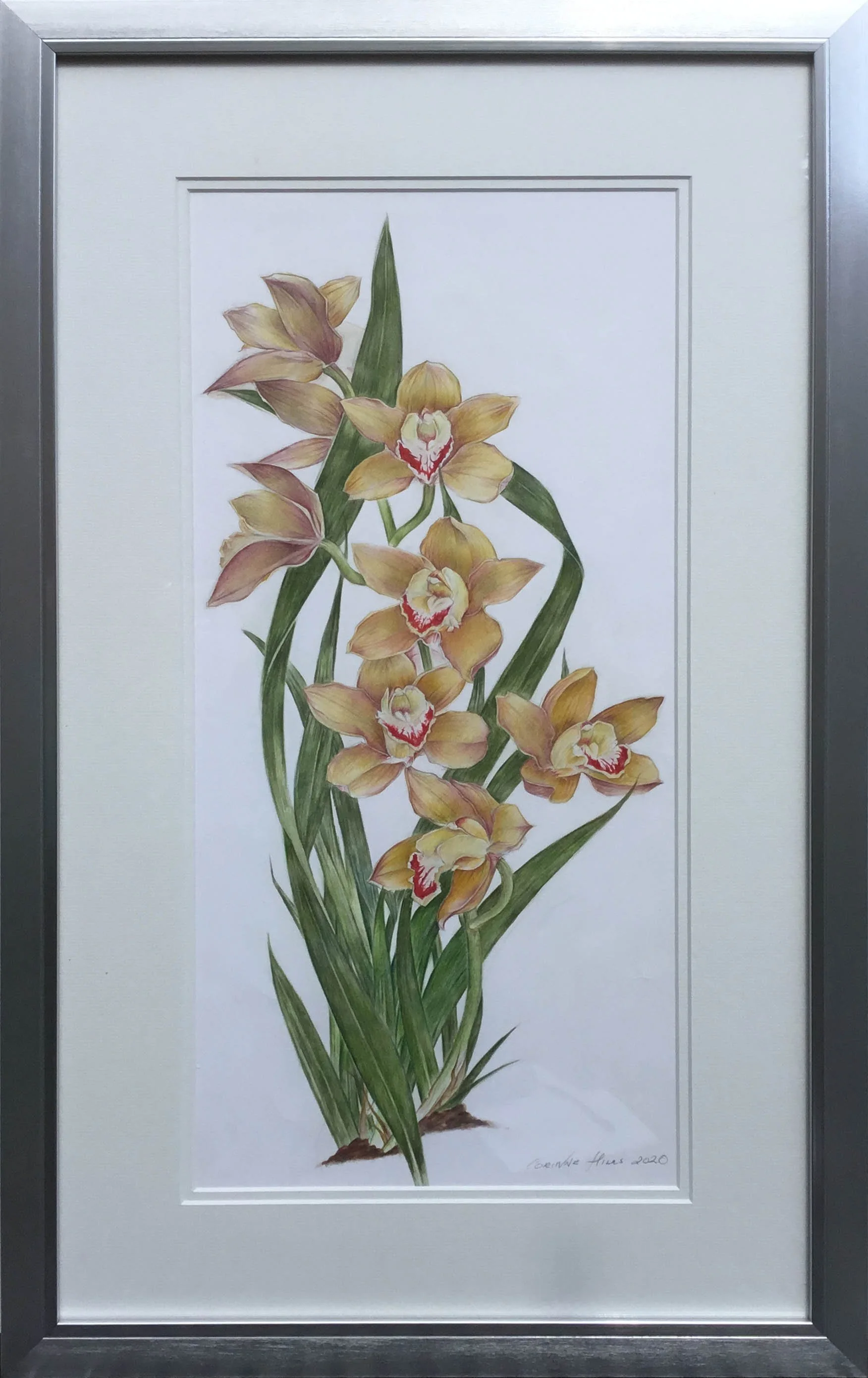 Web Iris Wilma.jpg