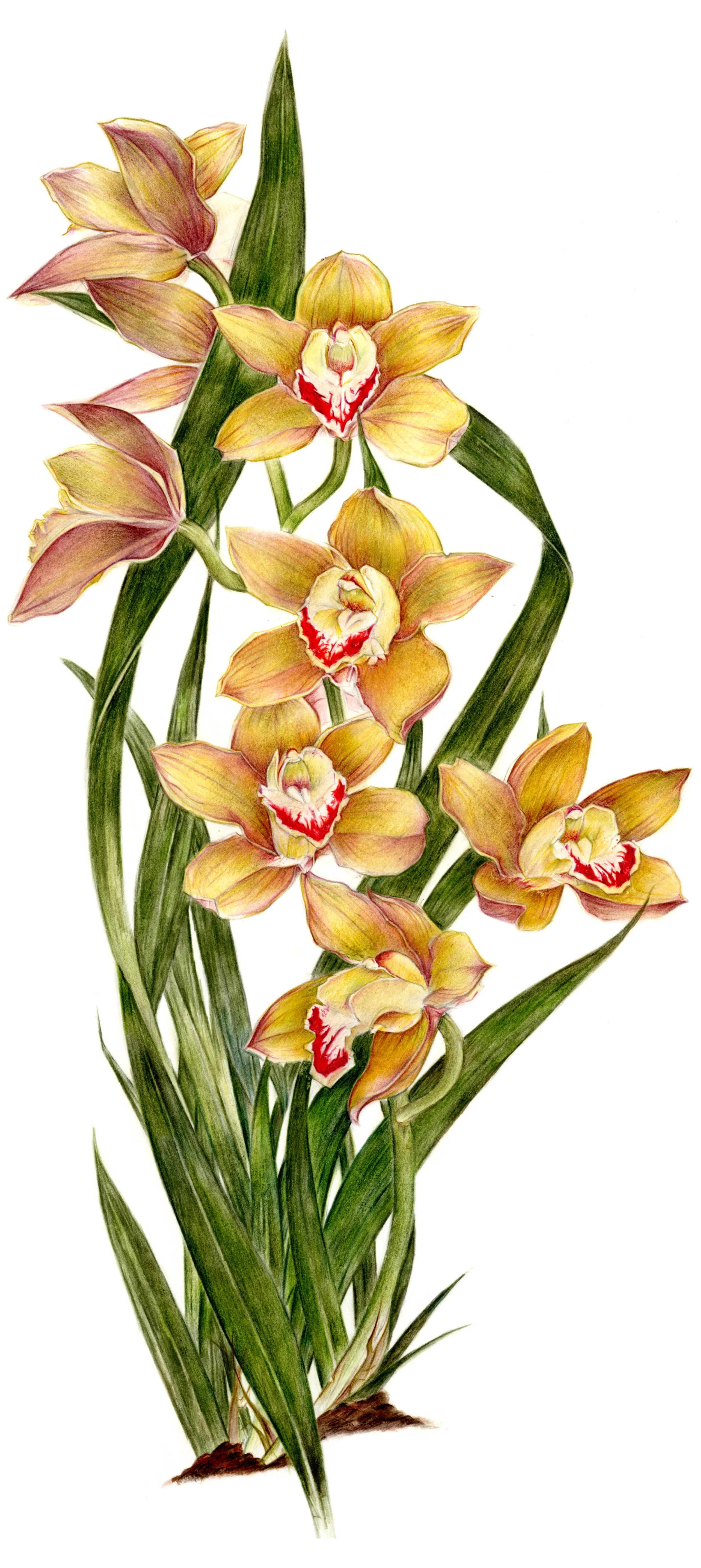 Print Ochid Wilma.jpg