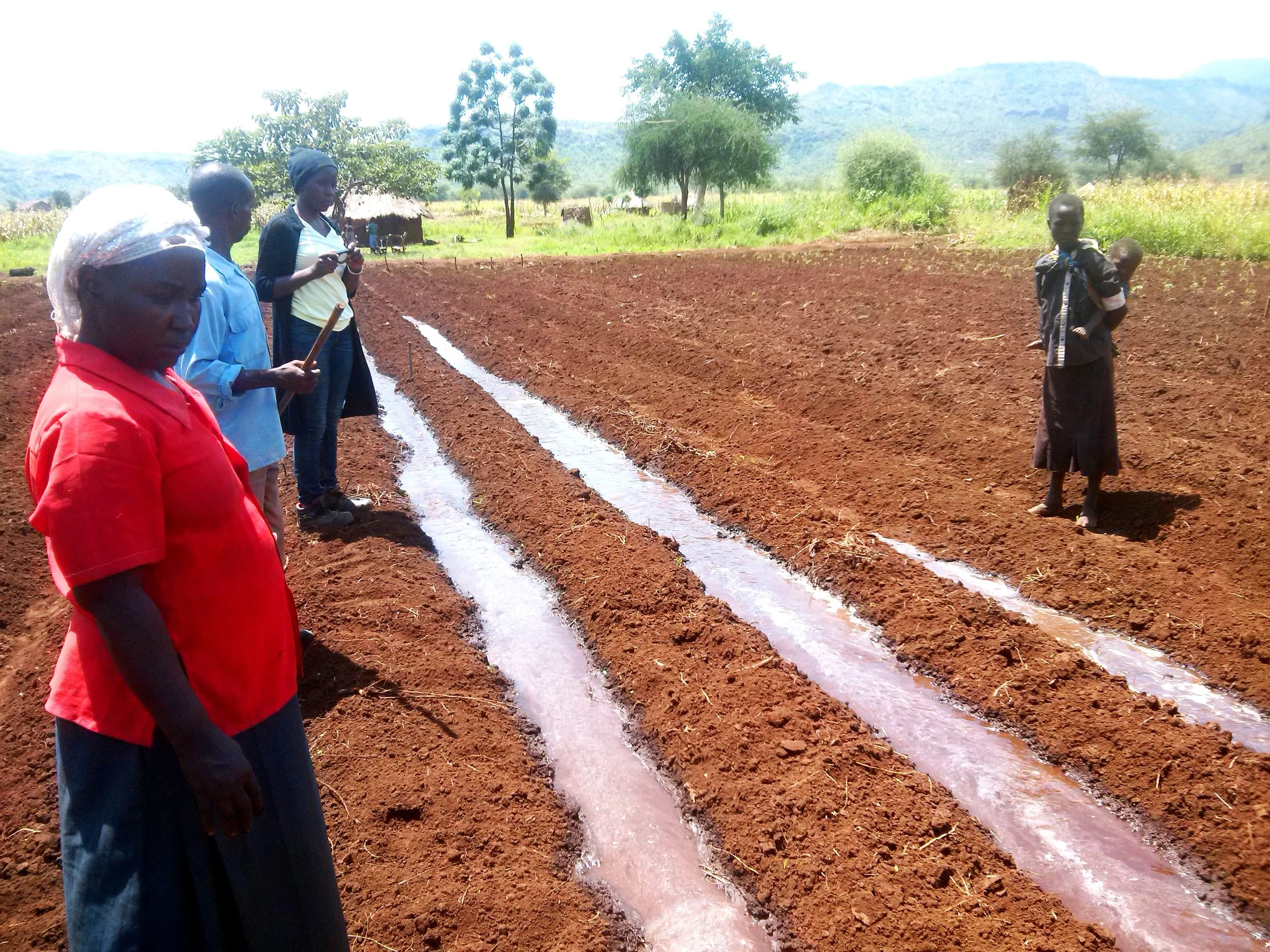 Farmer Asiimwe Mary (in red) watches water flow into furrows in a direct-fill system.