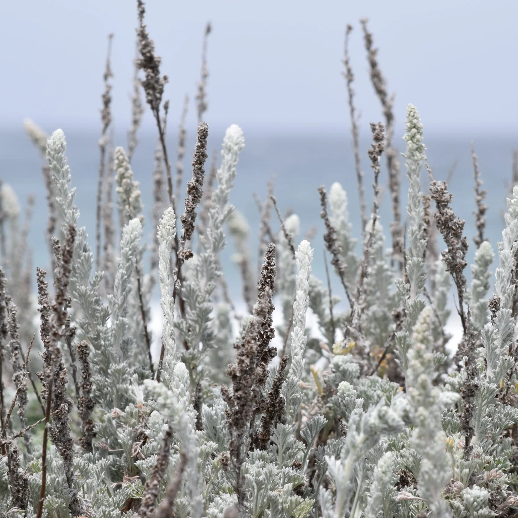 In Dreadful Winter, Distraction is the Key