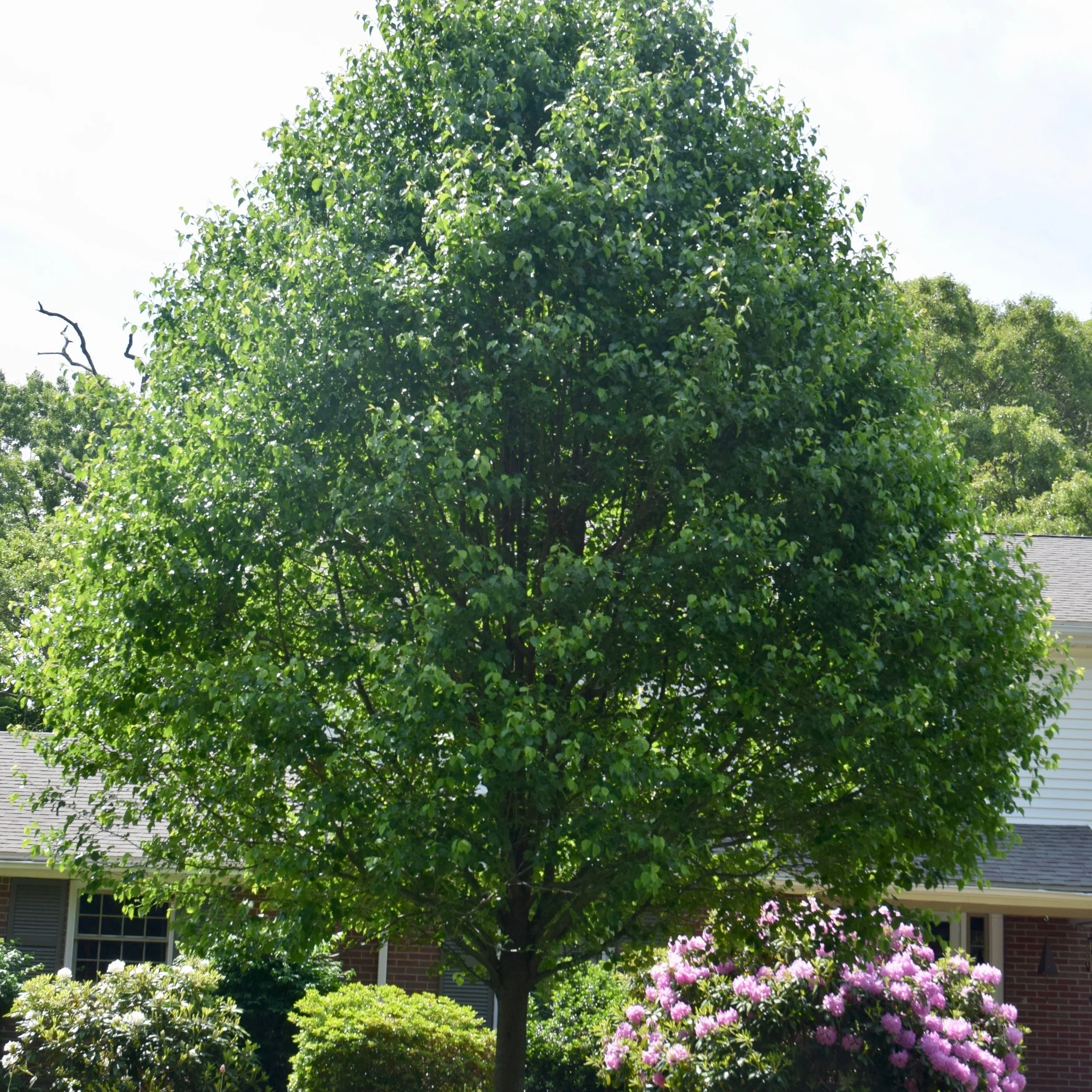 It's Ordinarily Magnificent