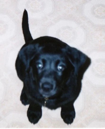 Molly Breaks Training, `Contract' 