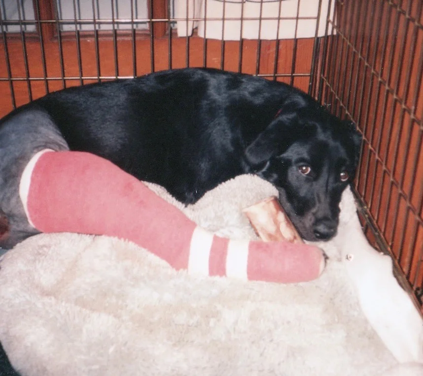 Doggy Love Conquers All - Eventually