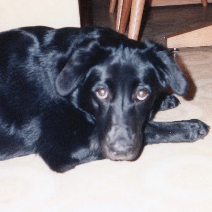 Molly Will be Missed