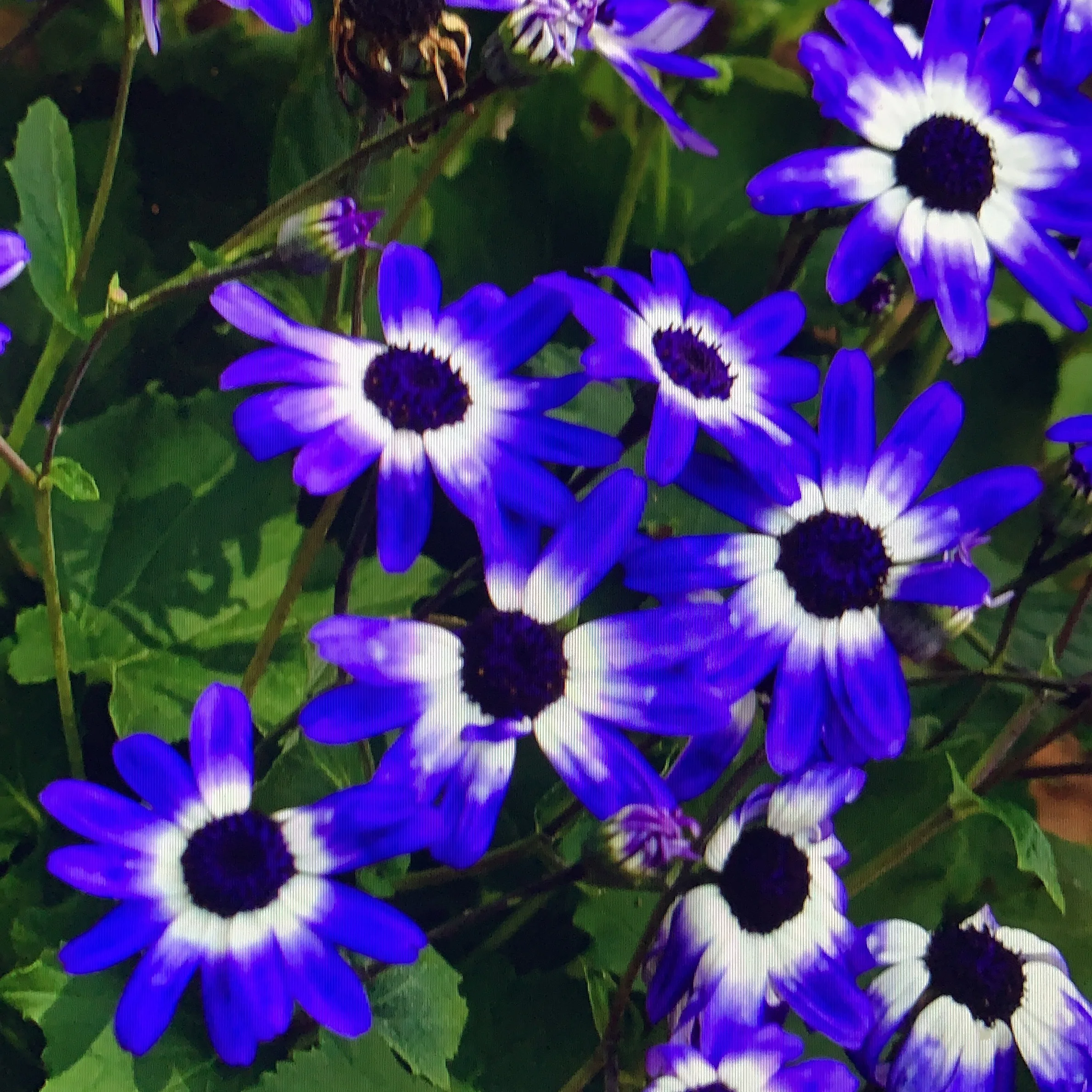 Out back, a honeysuckle by any other name