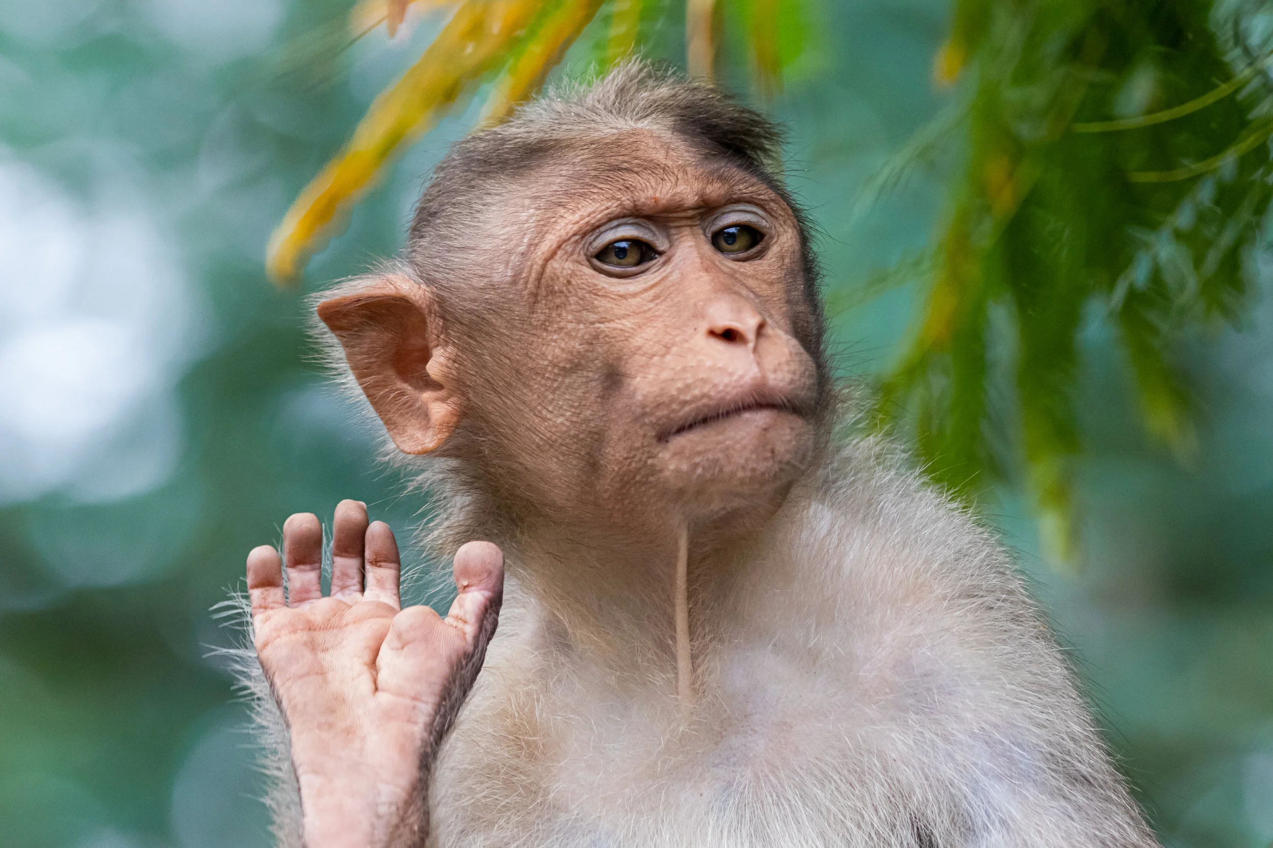 Creating monkeys to suffer puts humans on slippery slope