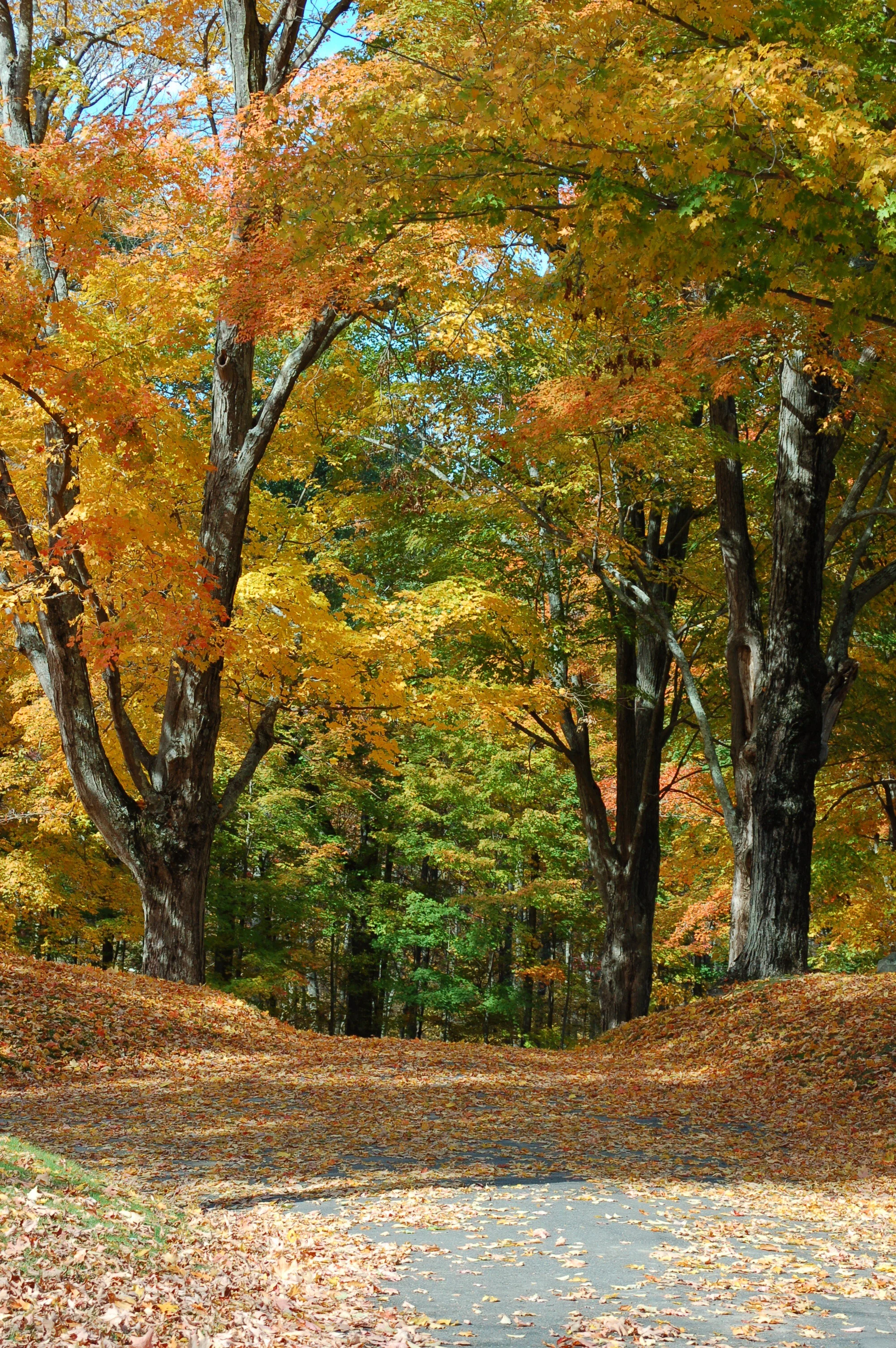 An autumn walk eases the fear for a little while