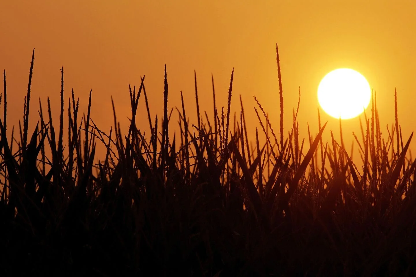 Seeking a cure for ‘heart fatigue' 