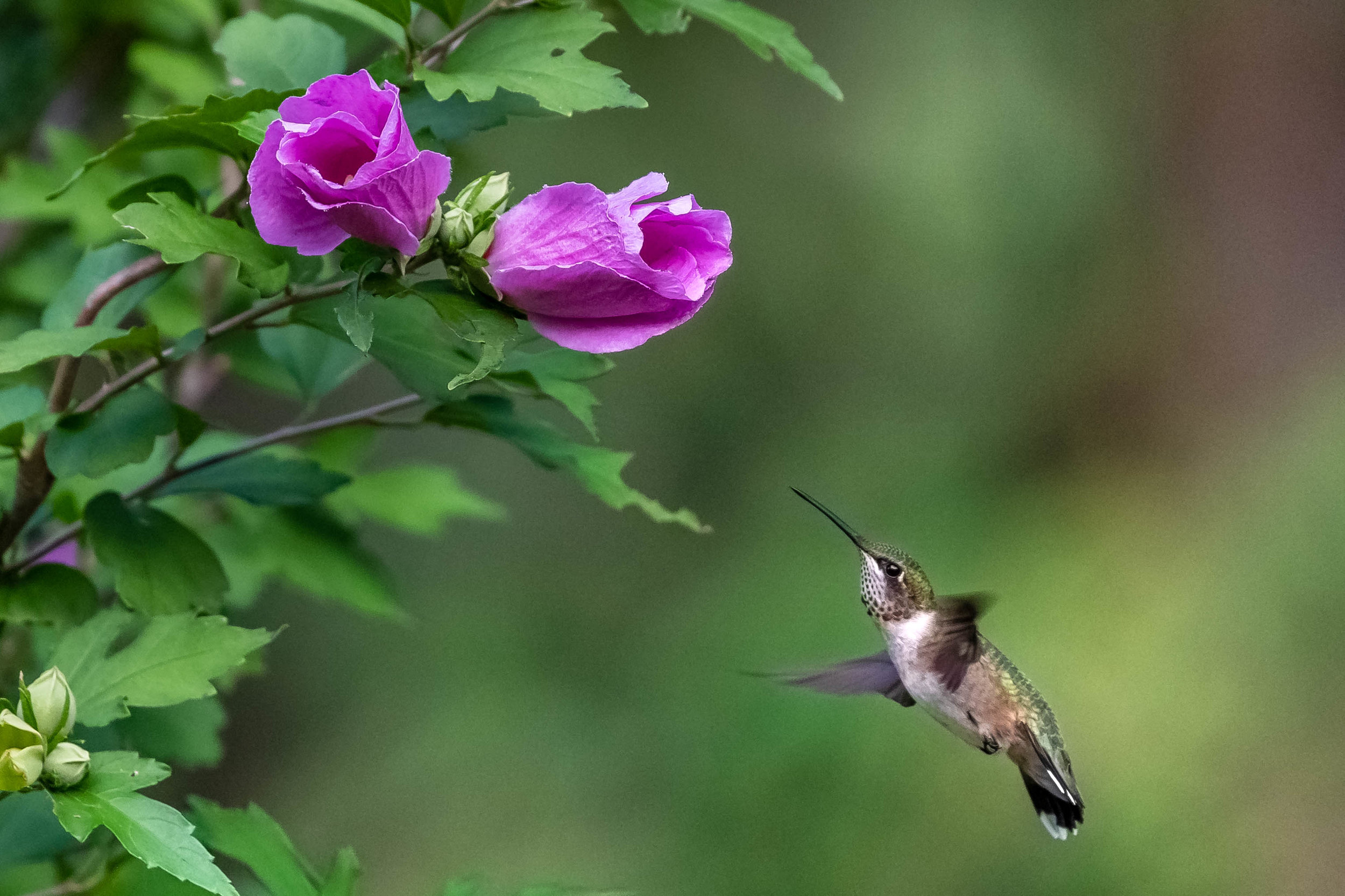 A woman's fancy turns to birds and flowers