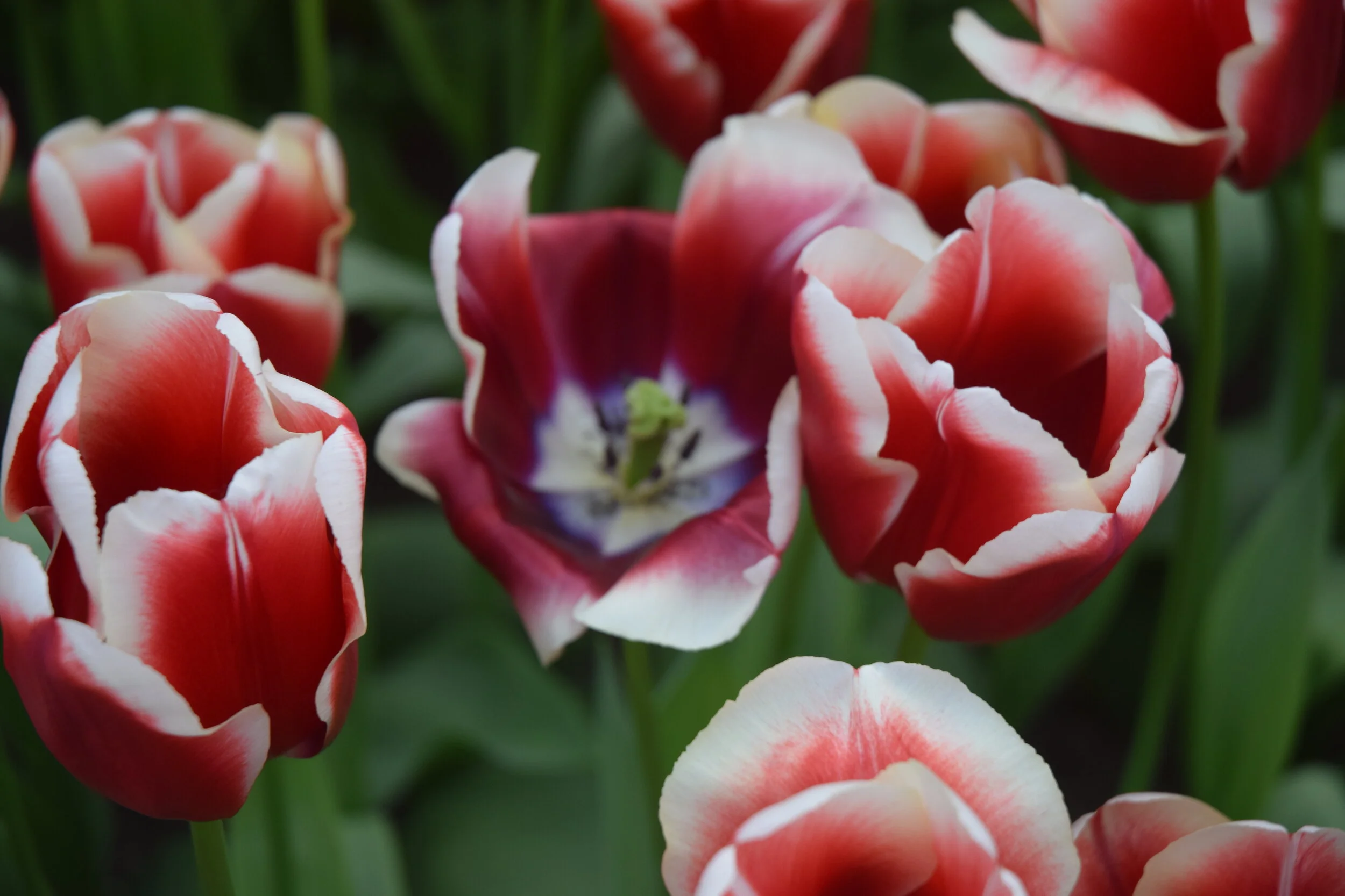 Lessons from a neglected garden