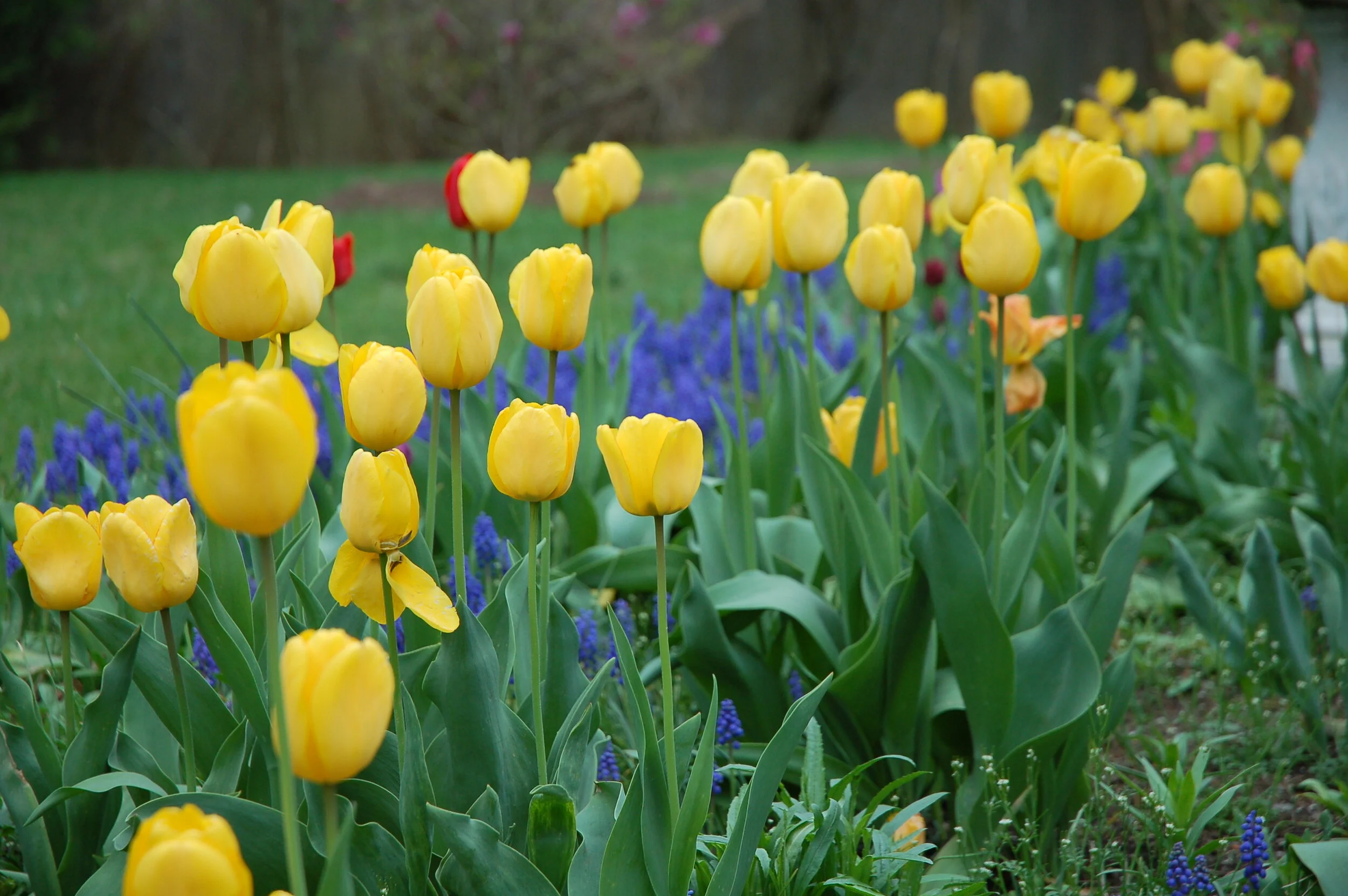 Once again, putting faith in a garden