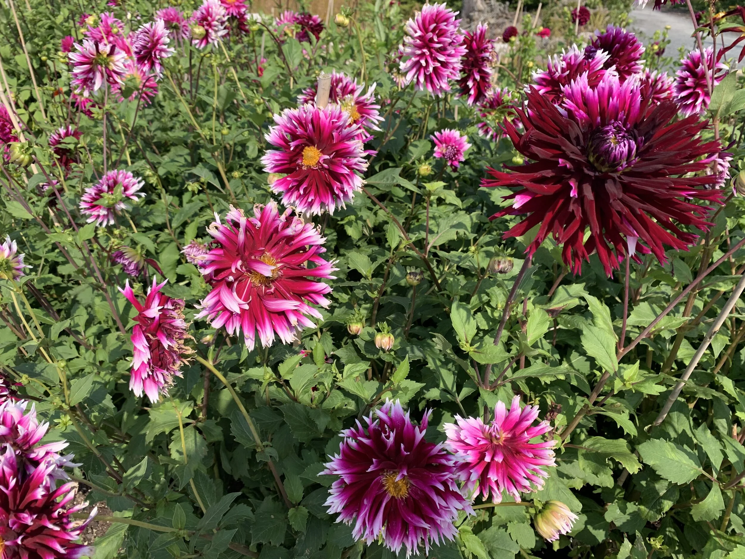 Finding faith in the garden