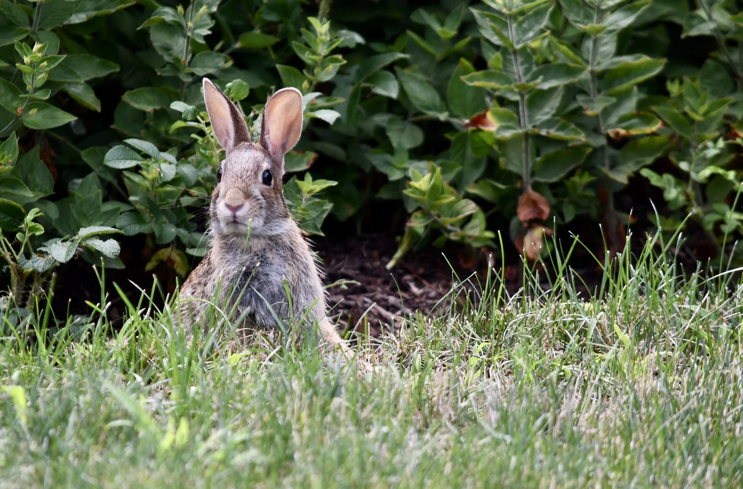 RABBIT LOVER NOW THE RABBIT HUNTER