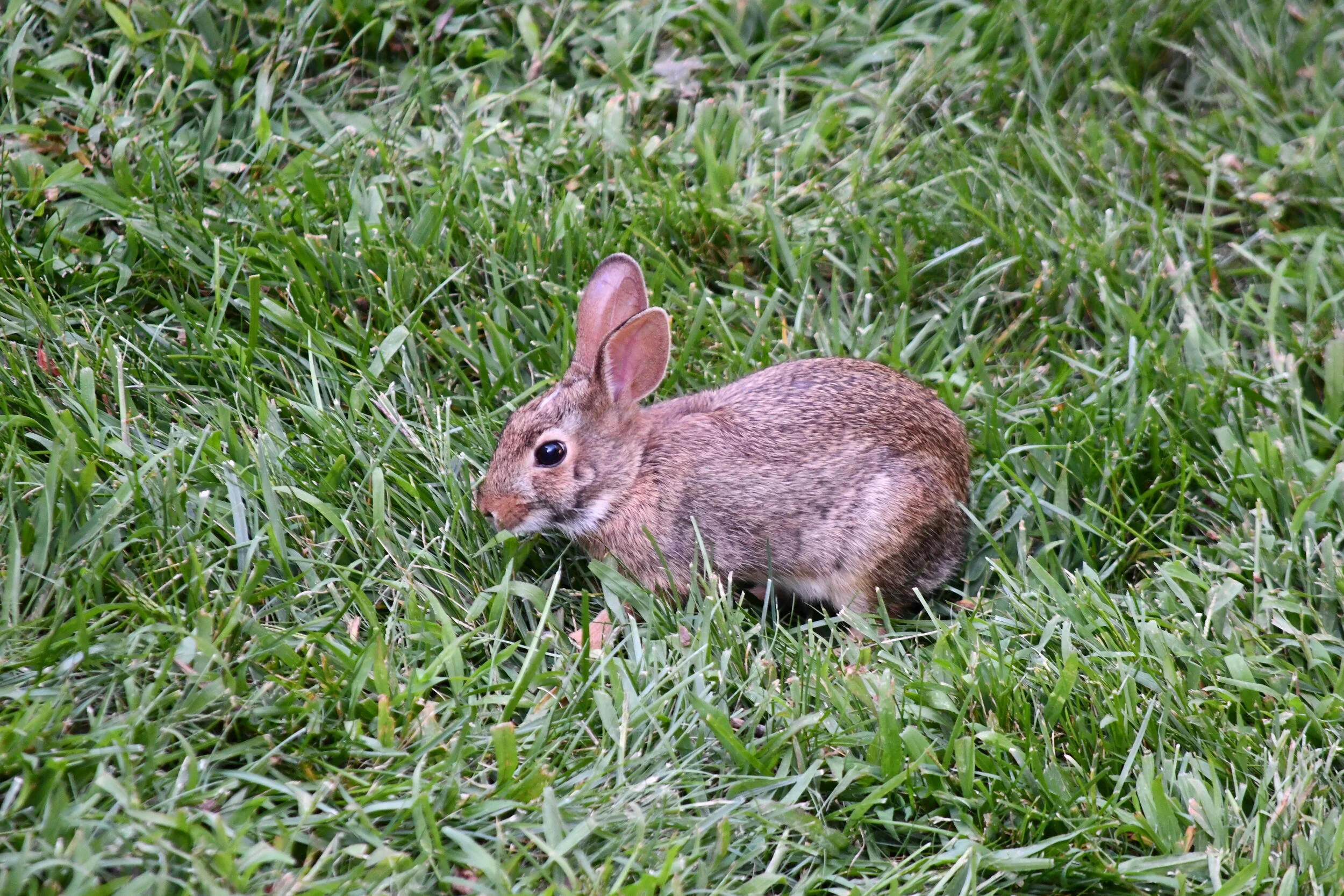 Hippity hoppity, feaster's on its way!