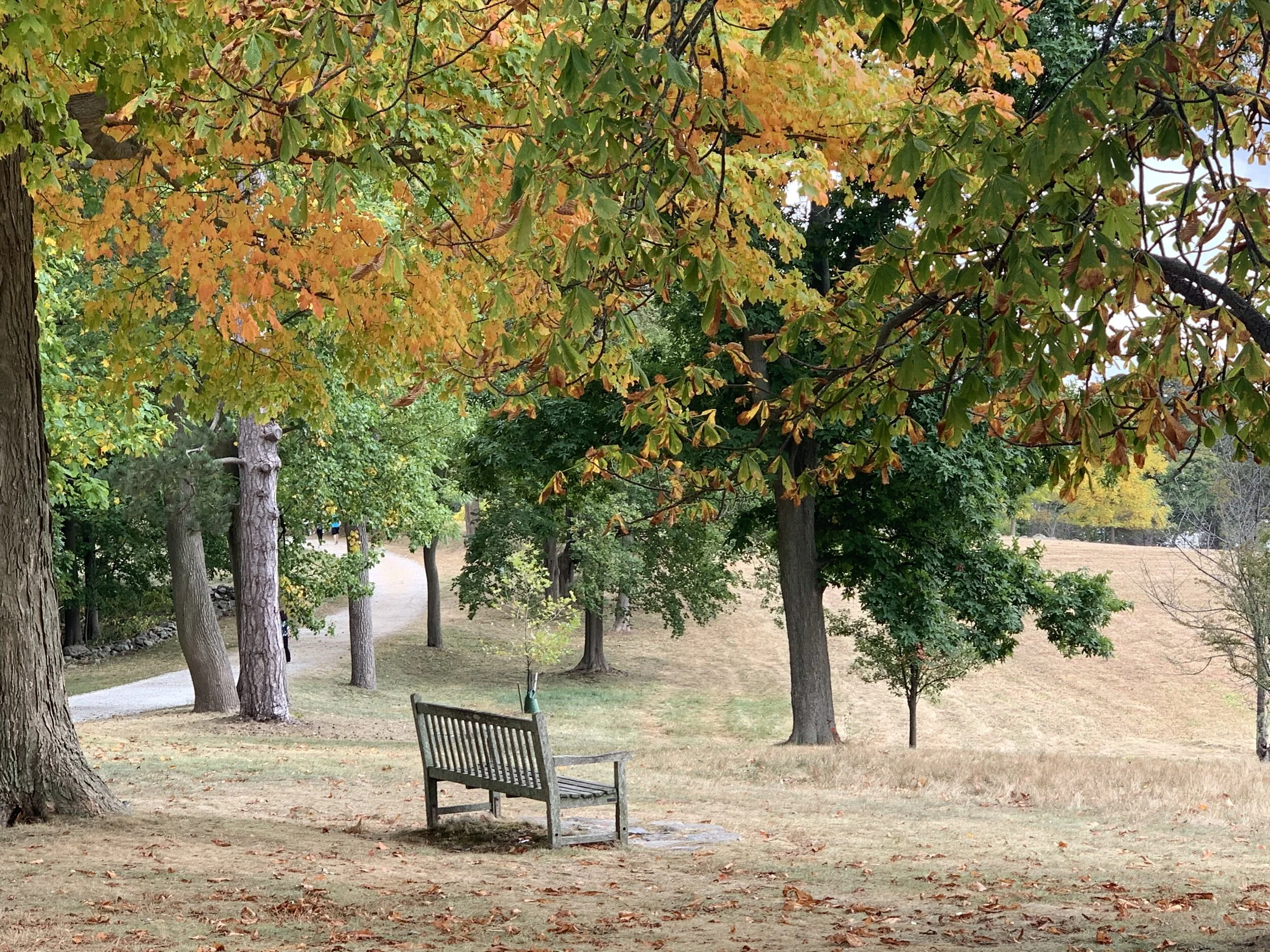 How wistful our autumn years