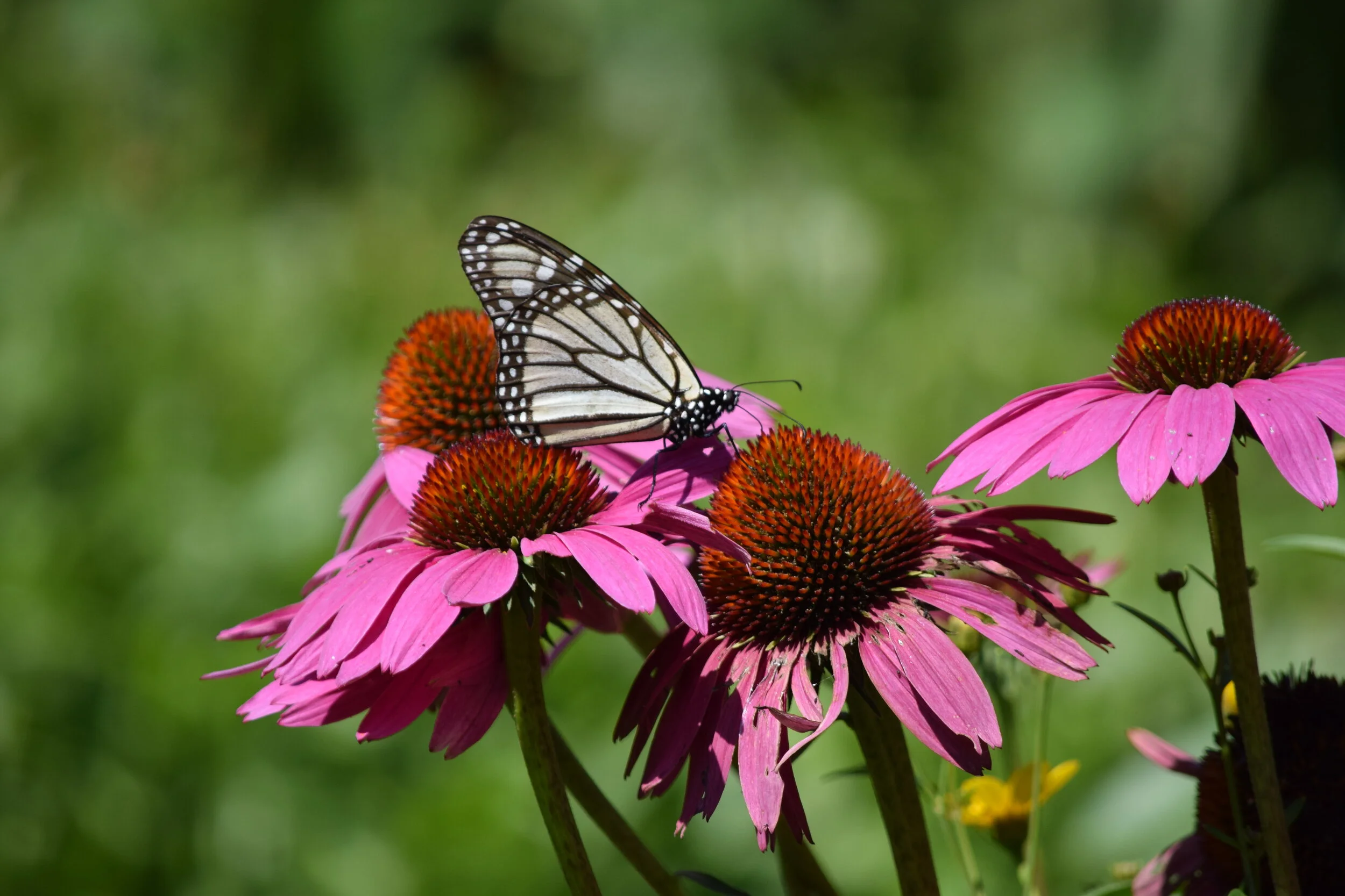 Sproutings of spring verify the nation's faith