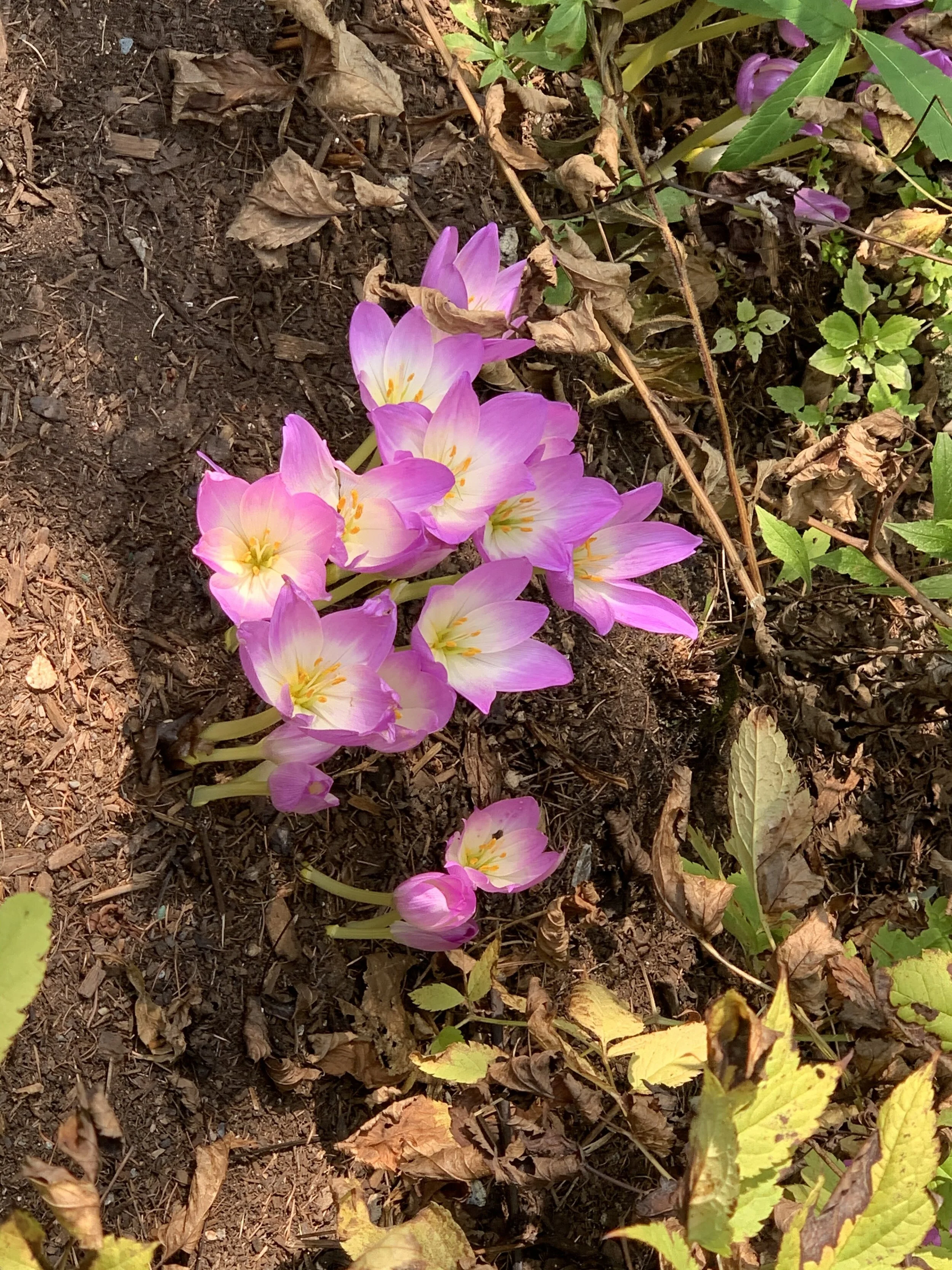 Spring fever, and loving it 