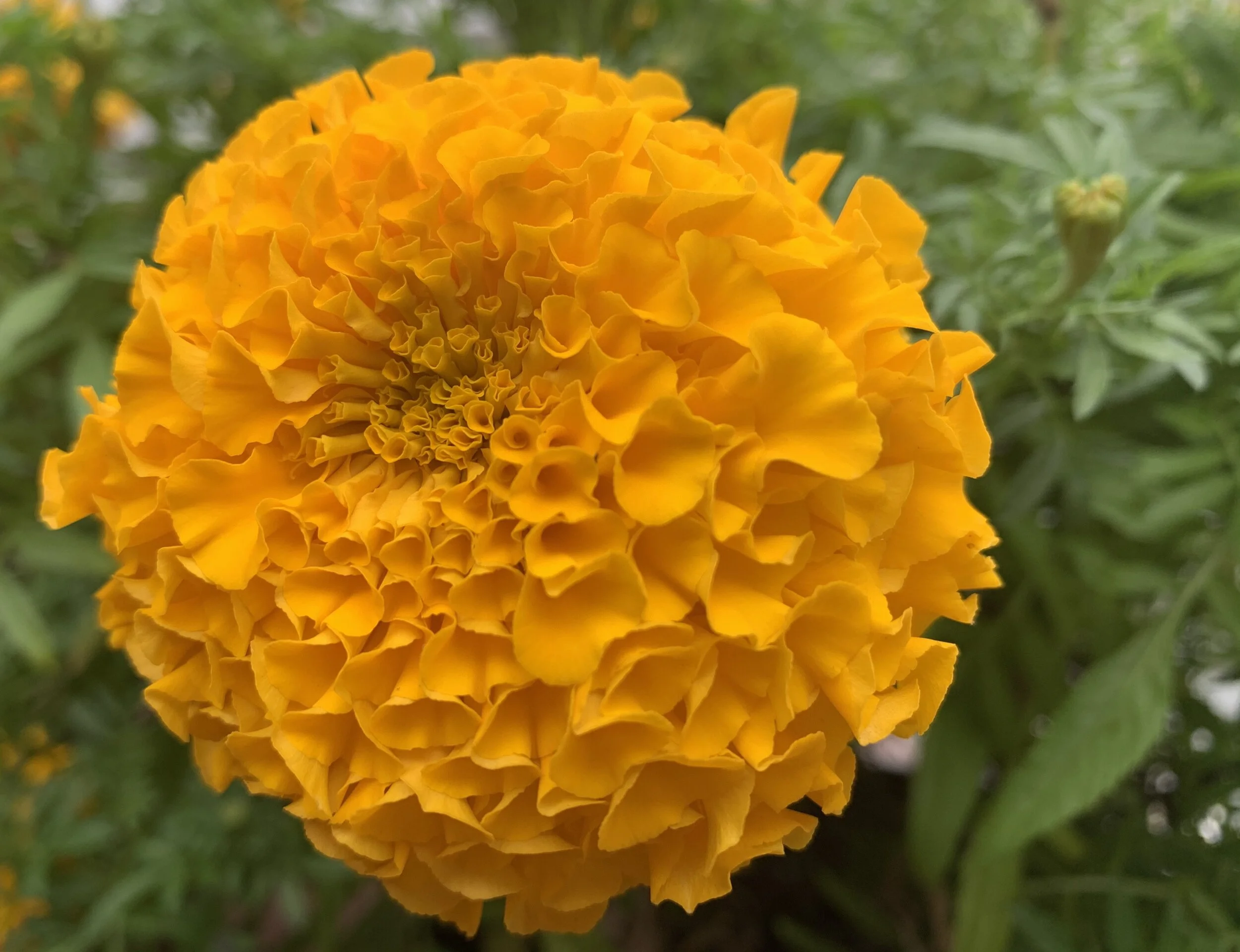 After other flowers fade, marigolds seen in a new light