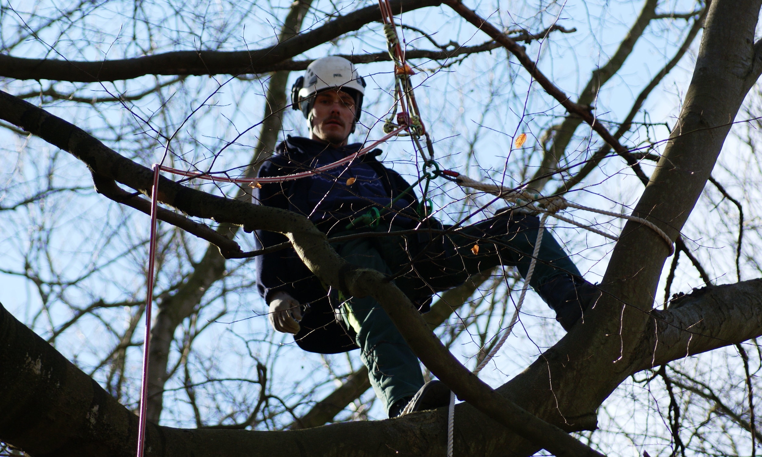 Tree Stump Removal Hertfordshire