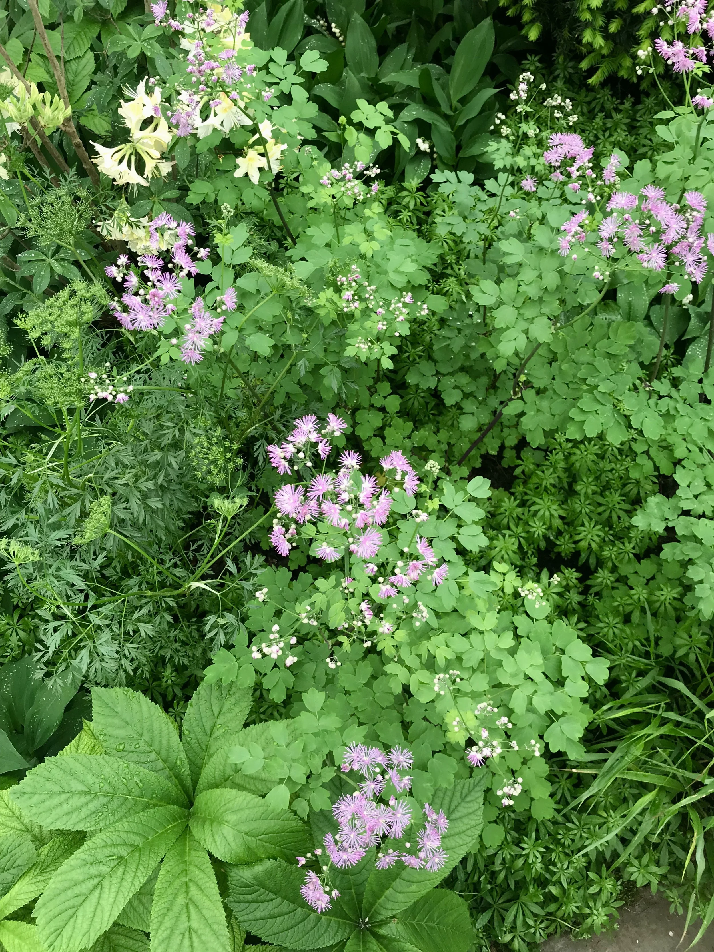 Chelsea Flower Show