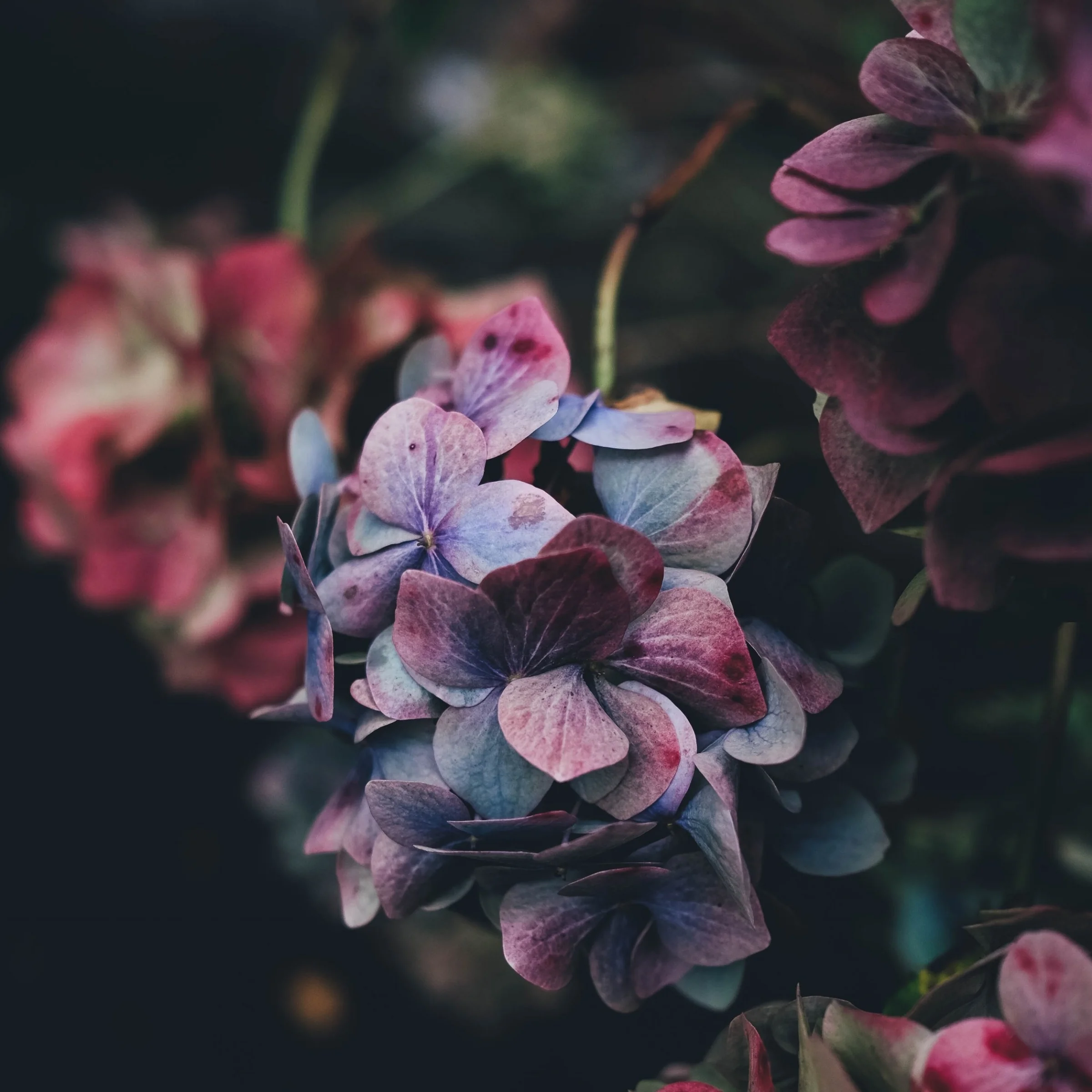 Dark hydrangea.jpg