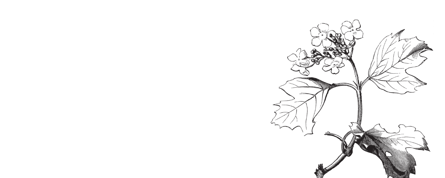Guelder-Rose.png