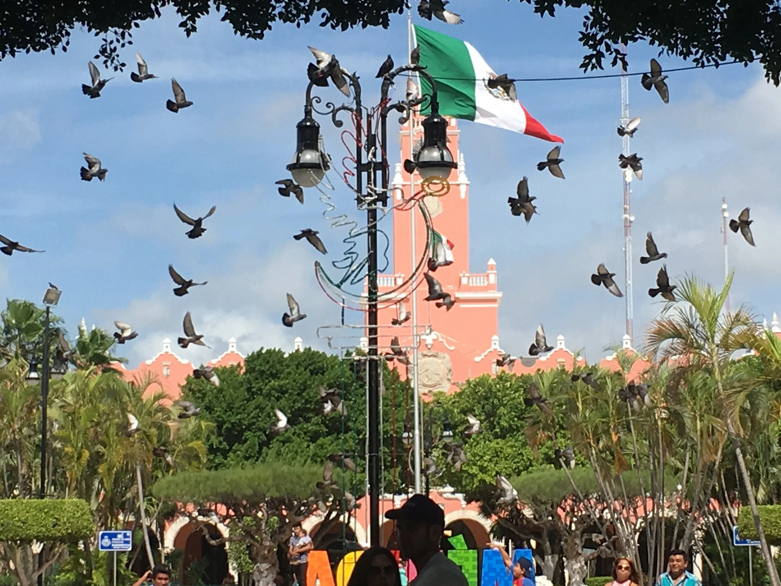 Mexican pigeons: I like