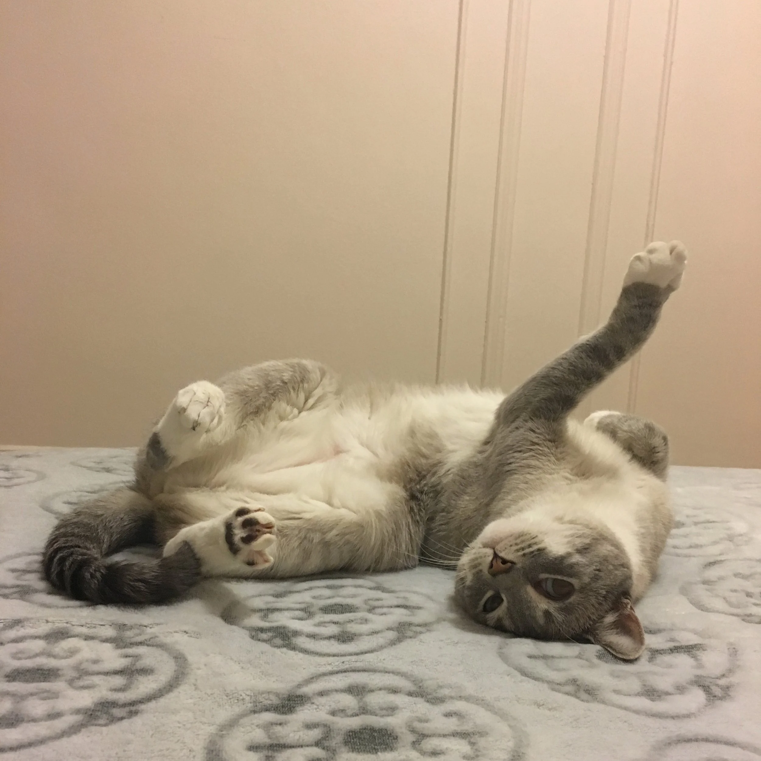 Sophie, my crazy cat: I like (I love)