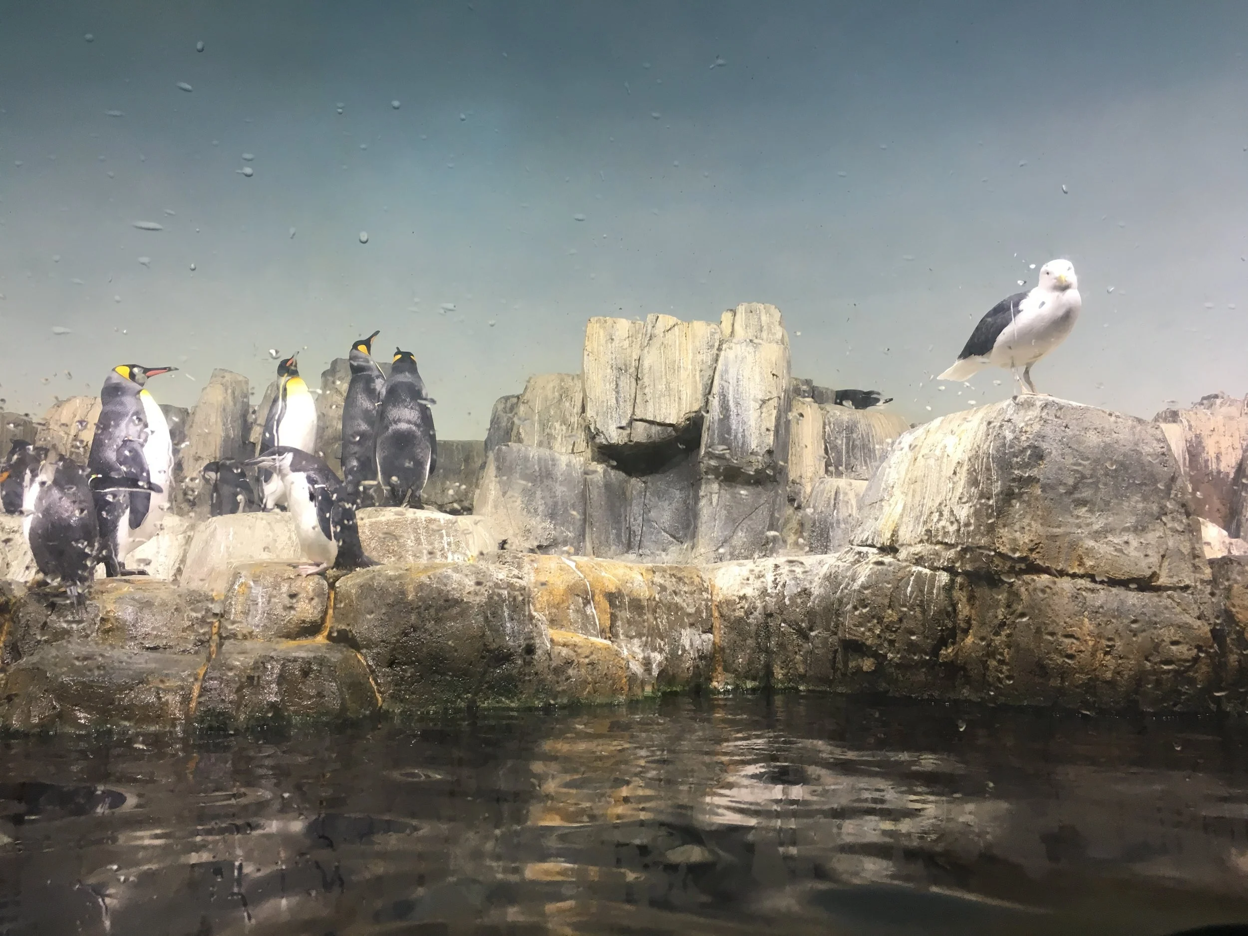lone seagull: I like