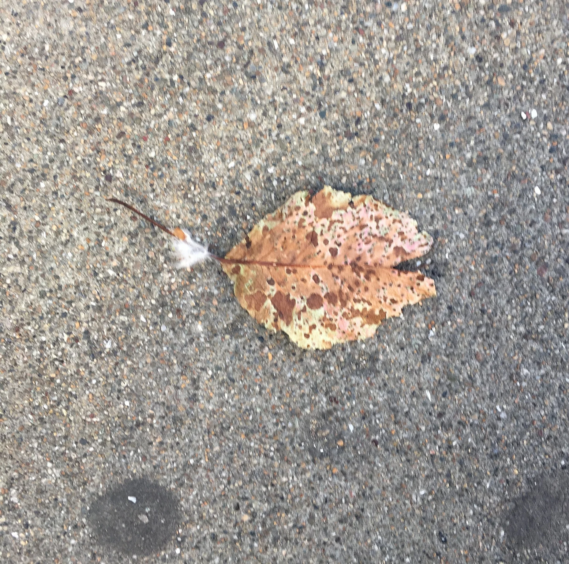 feather and leaf: I like