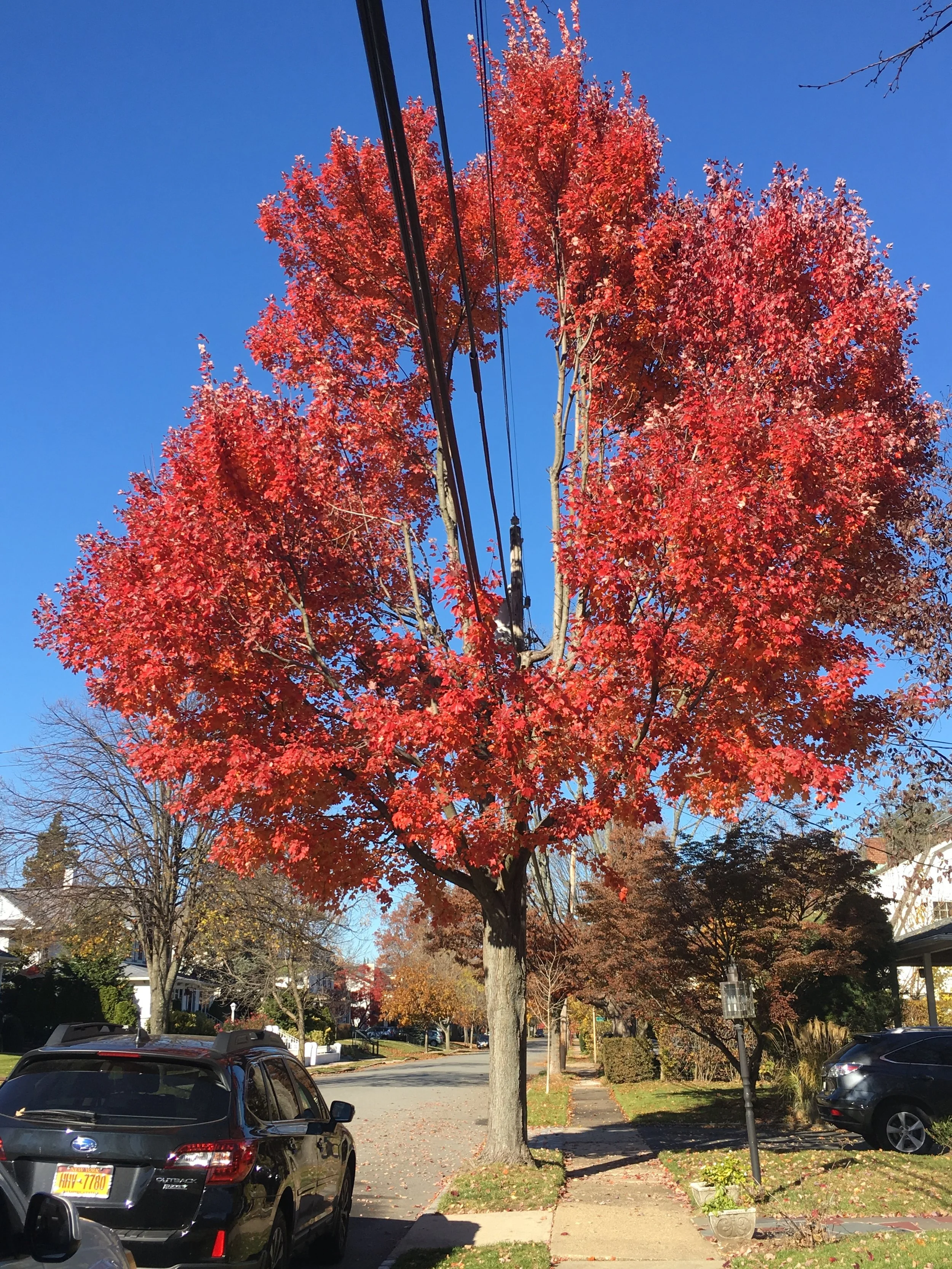 poorly cut tree:  I like