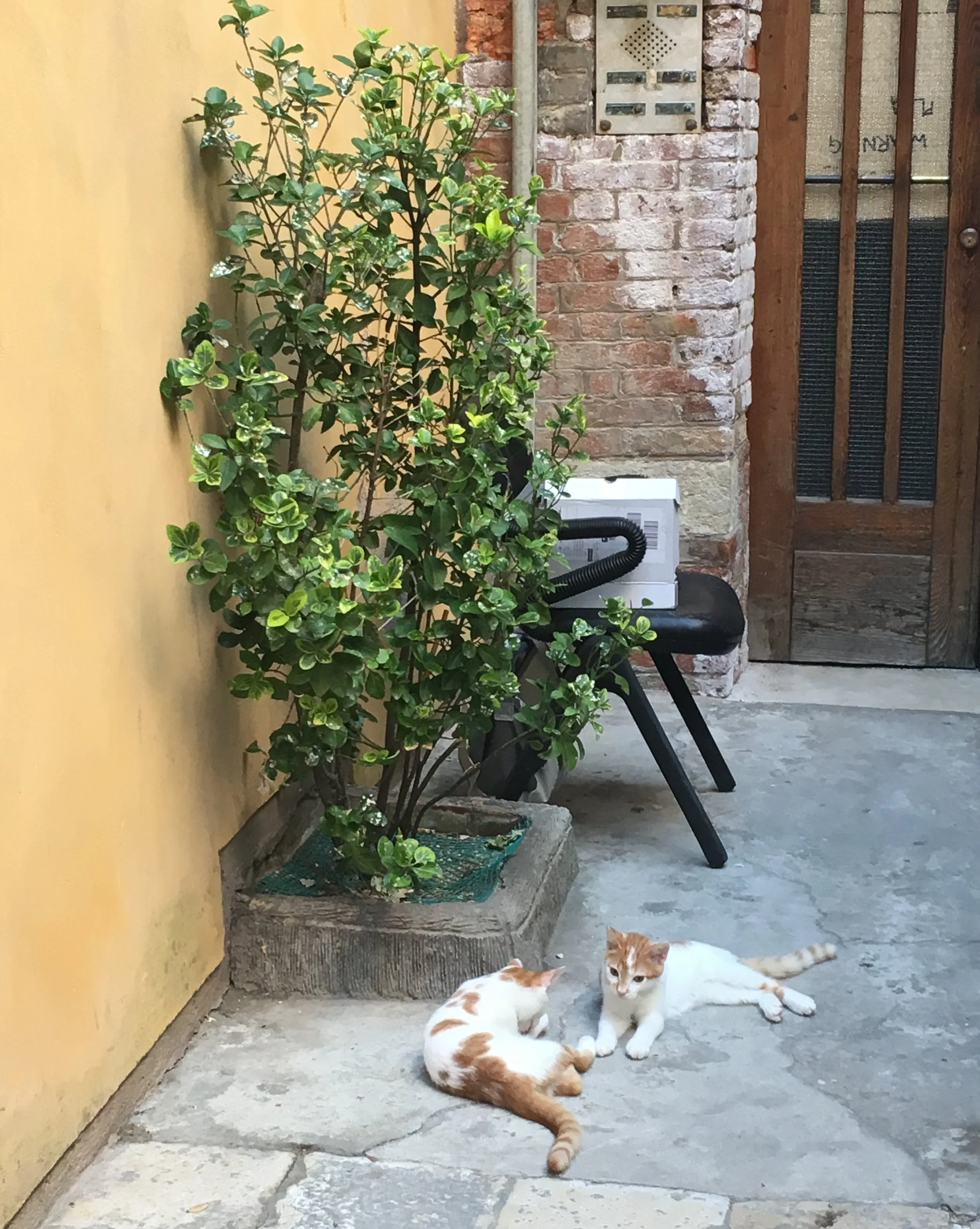 Italian book store kittens: I like