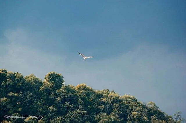 &ldquo;I&rsquo;m Like A Bird by Nelly Furtado is my go to chill out song snd I feel this image captures it perfectly&rdquo; - @lydiajanephotography_&rsquo;s submission for DAY 17: INSPIRED BY A SONG OR AN ALBUM of our Photo Challenge🕊📸 #thesnapshot
