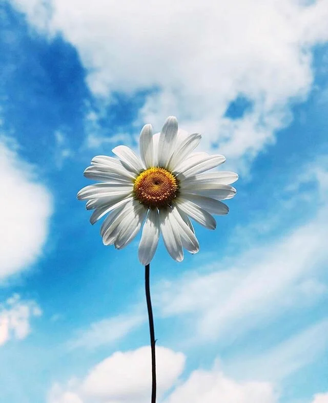 @_sfletcherphoto&rsquo;s submission for DAY 20&rsquo;S theme &ldquo;LOOK UP&rdquo; ☁️✨ #TheSnapshotClub