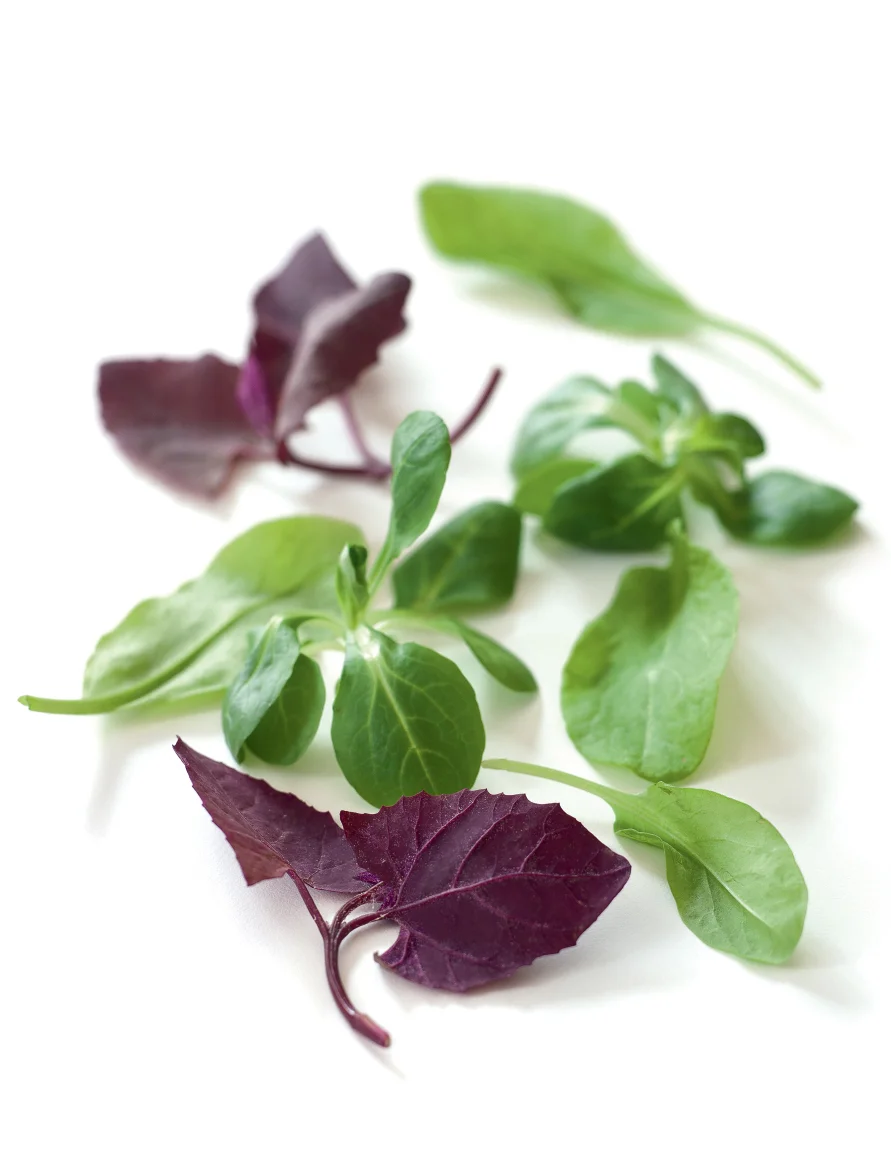 Leaf shot.jpg
